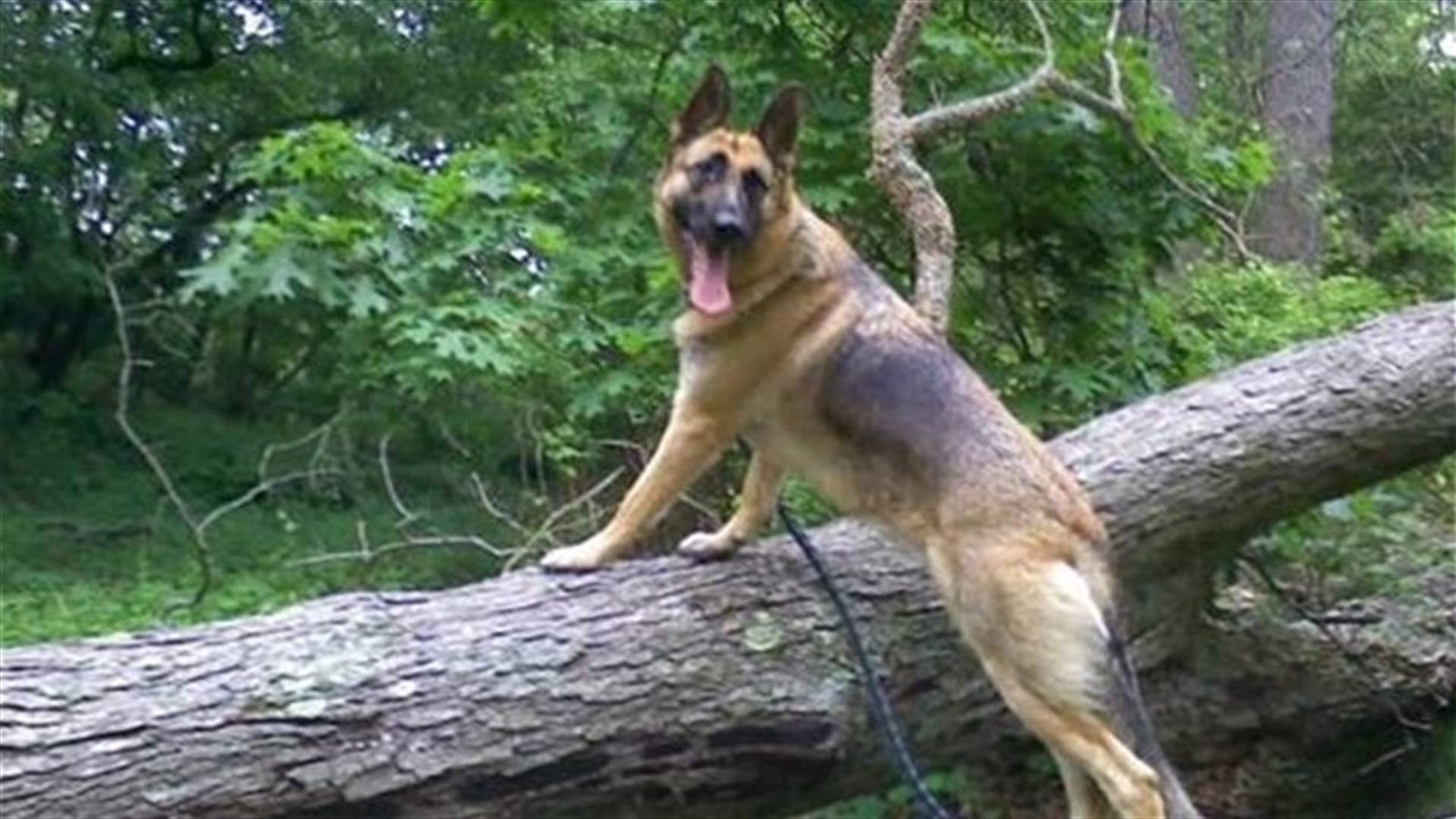 Court summons dog for jury duty           
