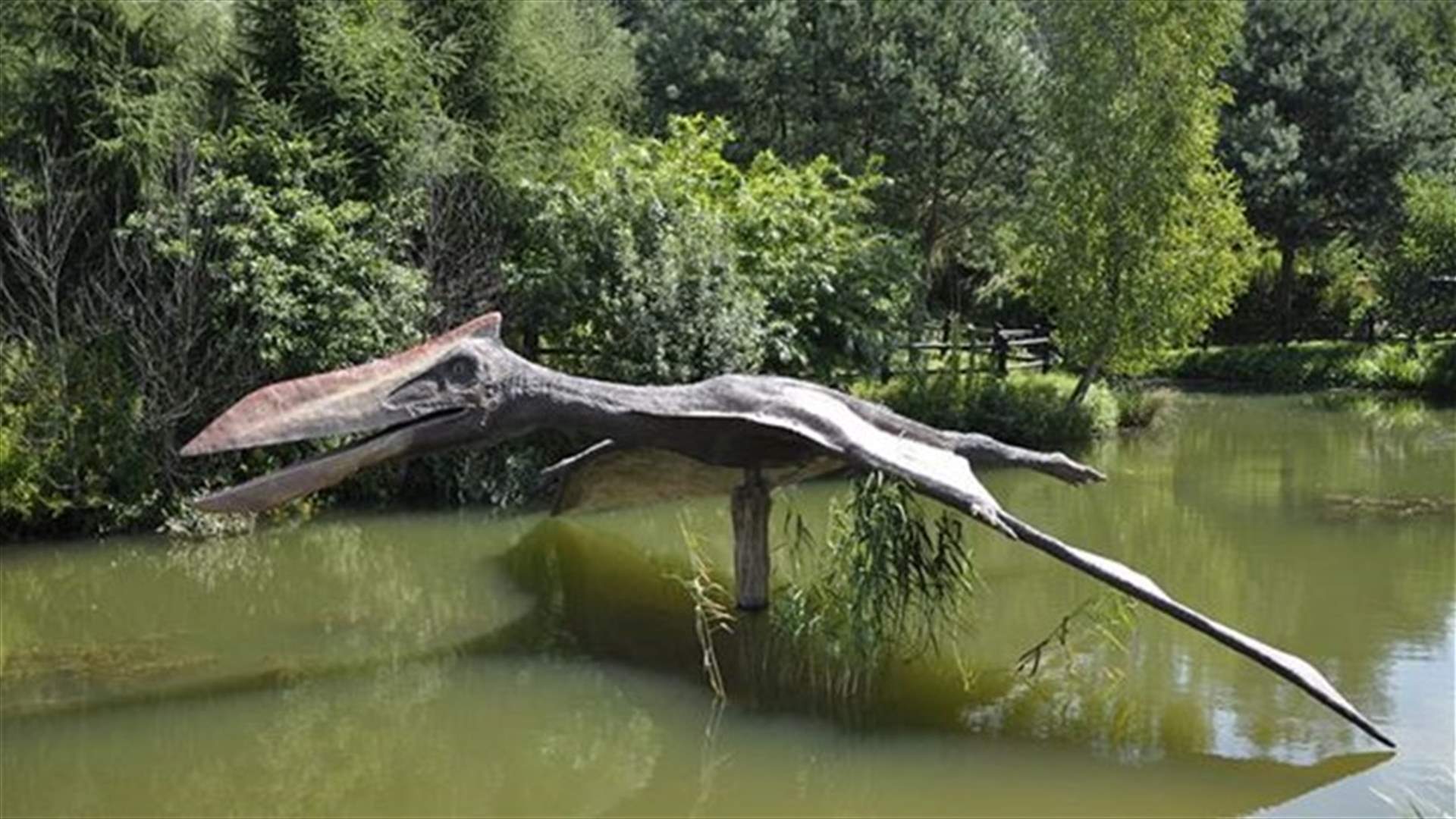 Ancient flying reptile from China fills evolutionary gap 