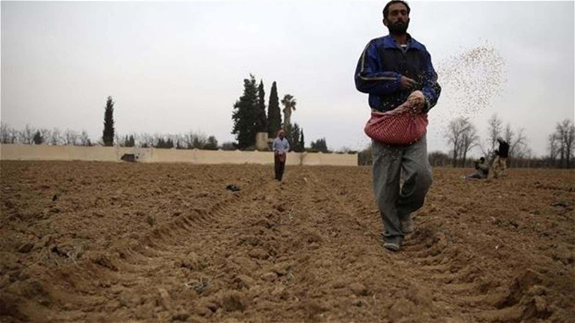 War-ravaged Syria may face worst wheat harvest in 40 years