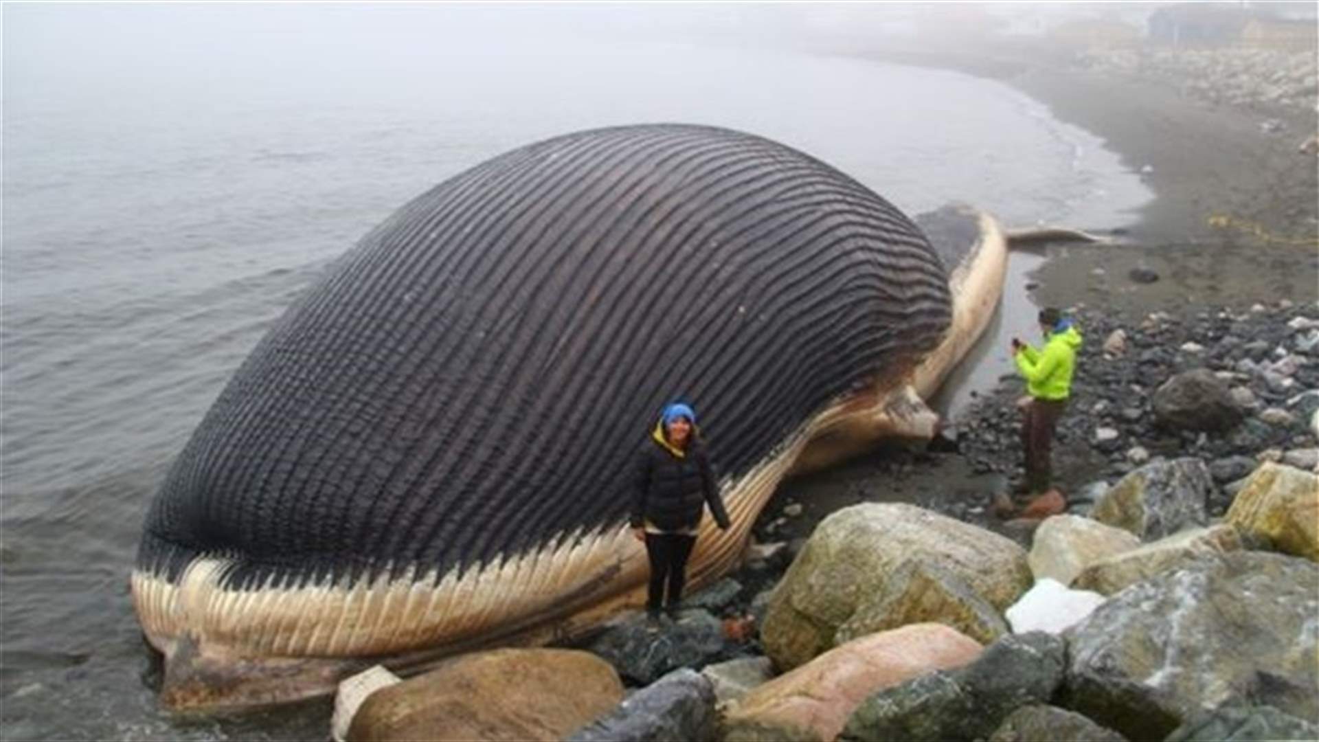 Canada town worries dead whale will burst
