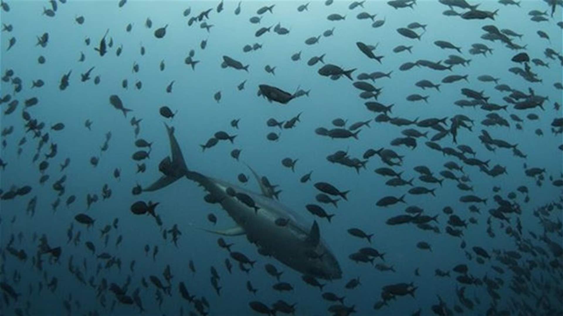 Study finds Fukushima radioactivity in tuna off Oregon, Washington