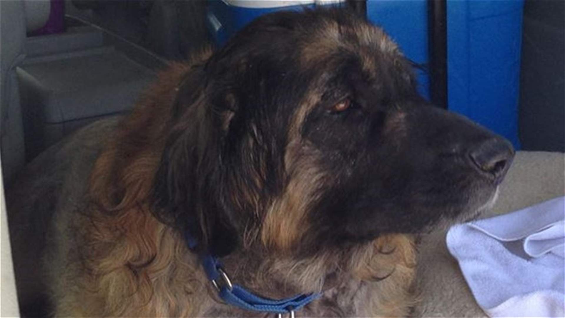 Texas vet suspected of keeping sick dogs alive for blood