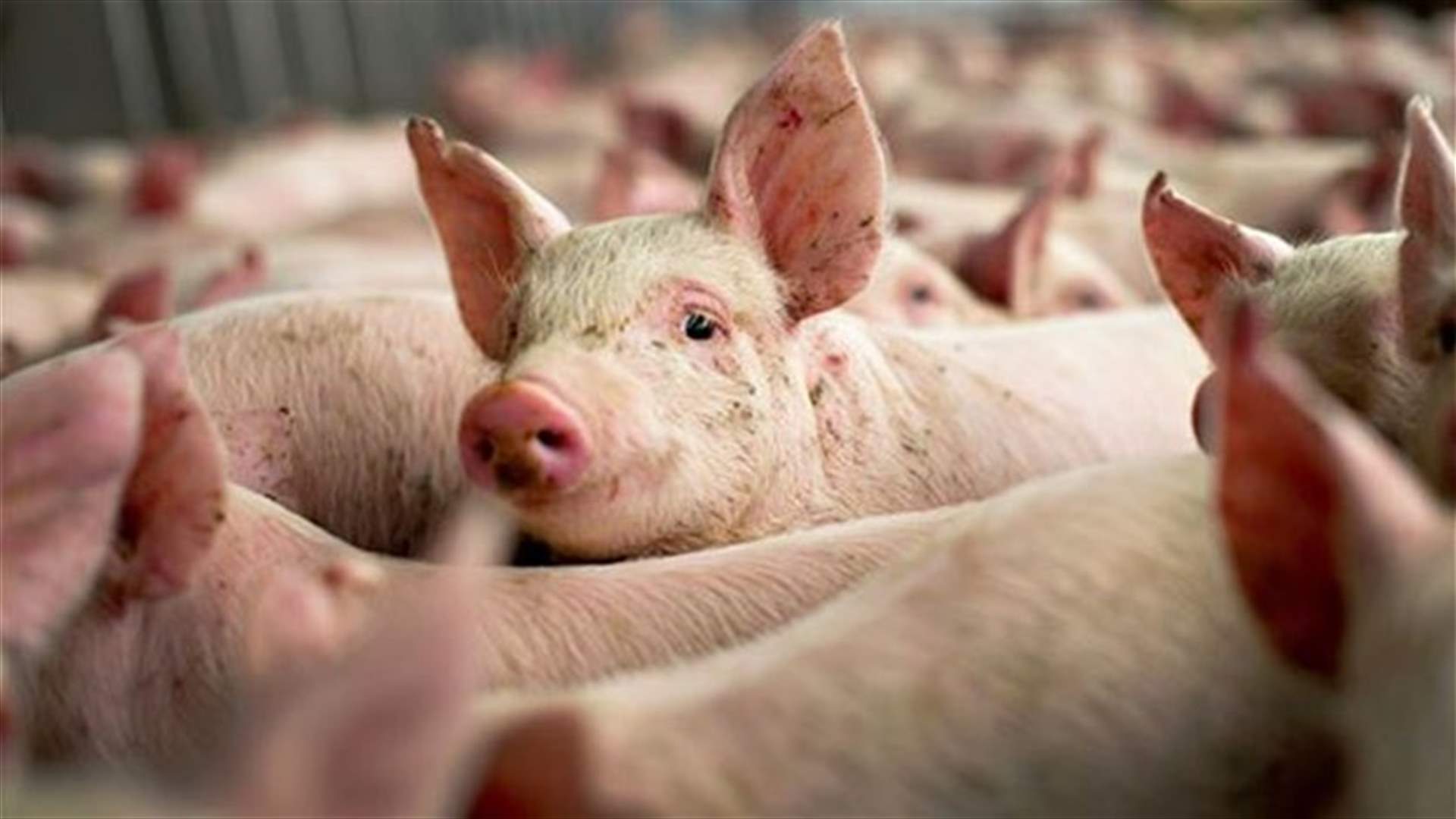 France to ban US, Canadian, Mexican, Japanese pigs, products-official