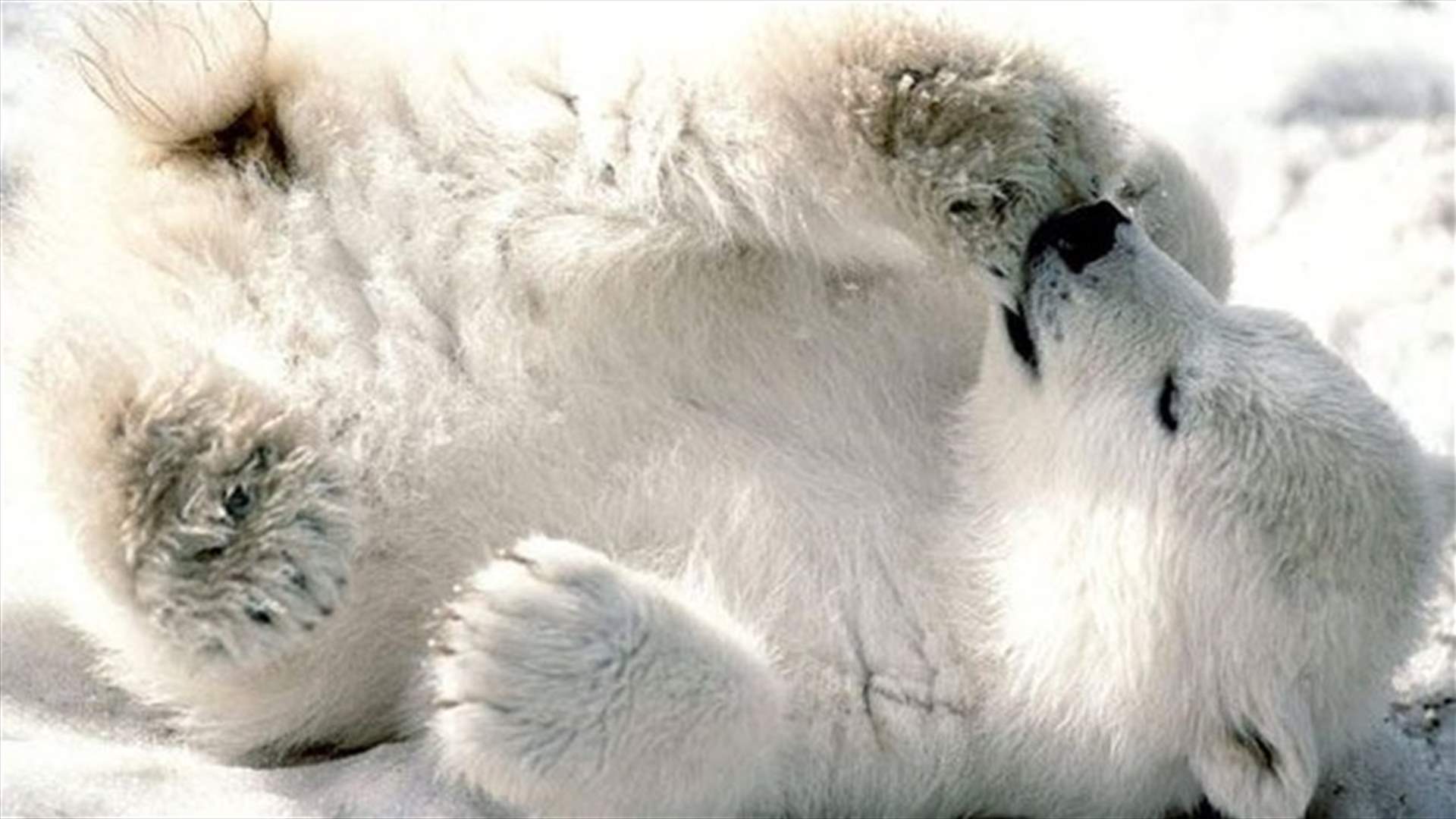 Bear that bit Missouri students has no rabies, is spared