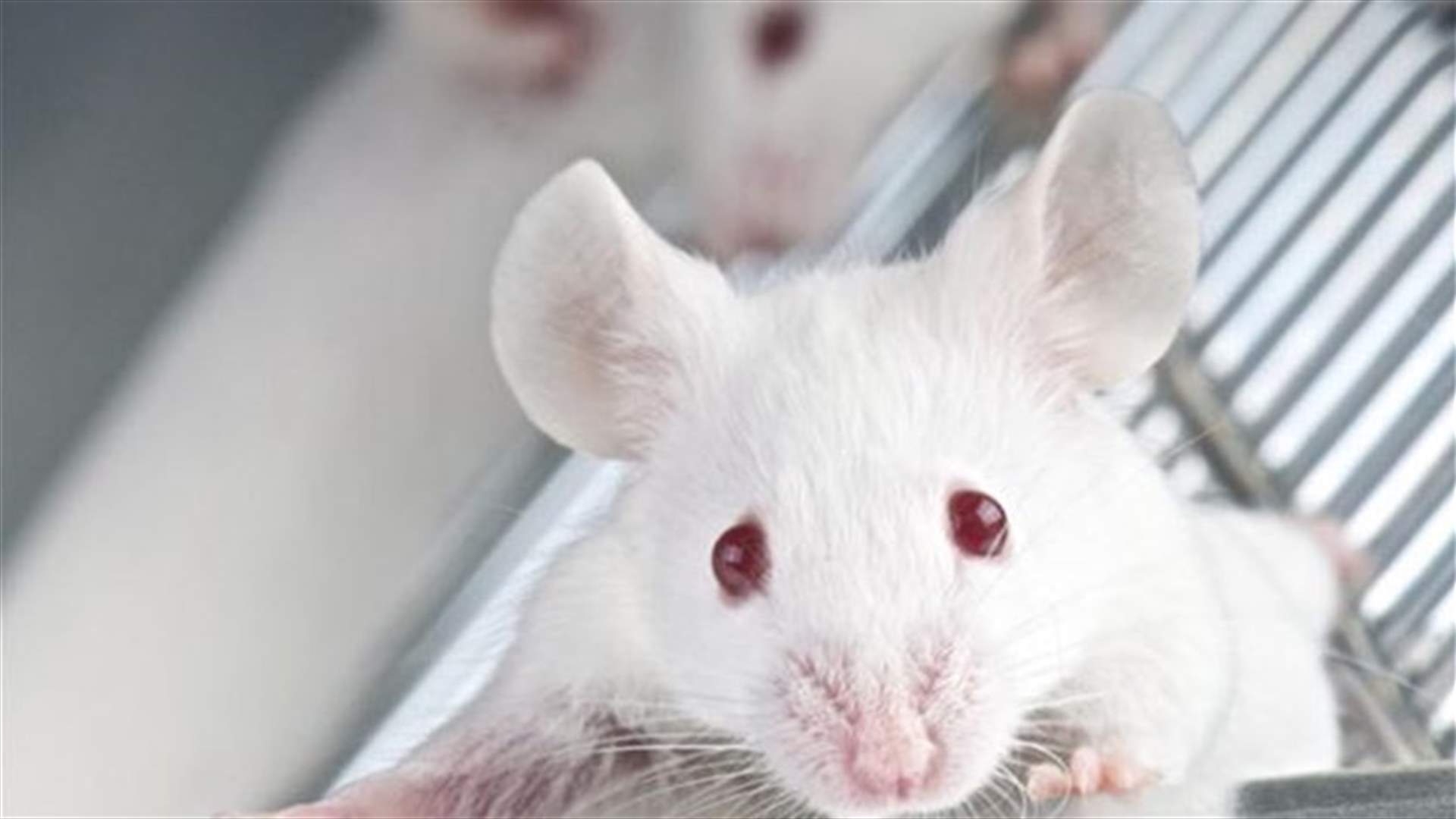 Young blood rejuvenates brains and muscles of old mice