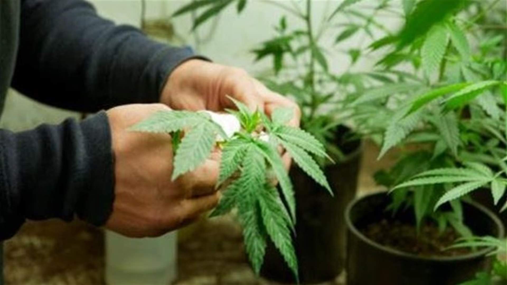 Uruguay says legal marijuana to be good and cheap