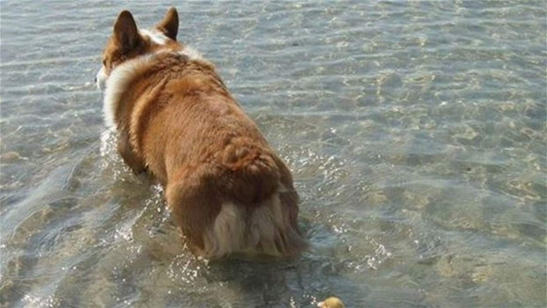Male Dog Adopts Two Ducklings In Motherly Fashion 