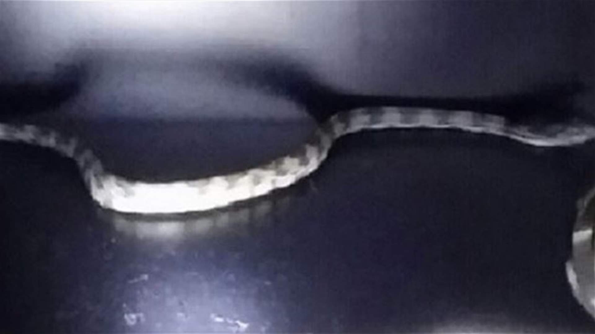 Snake rattles Blazers in AT&T Center locker room