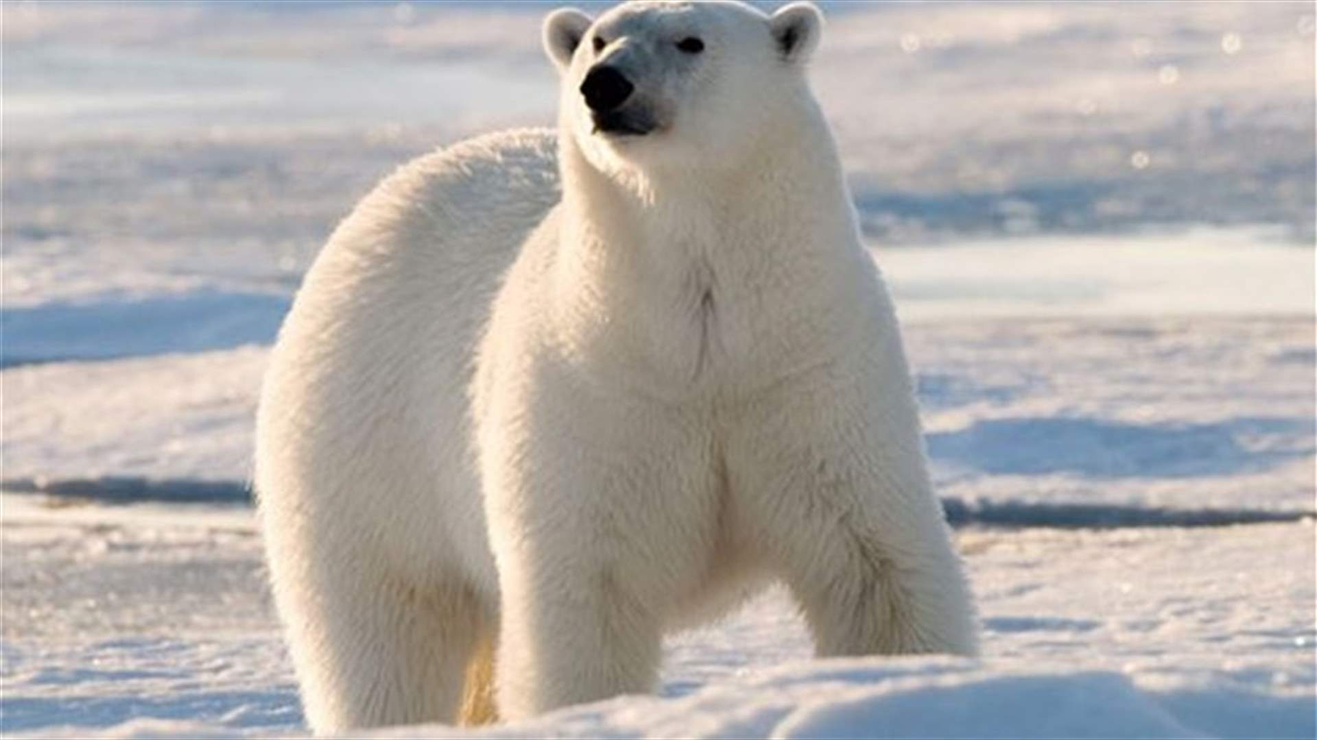 How do you survive a high-fat diet? Ask a polar bear