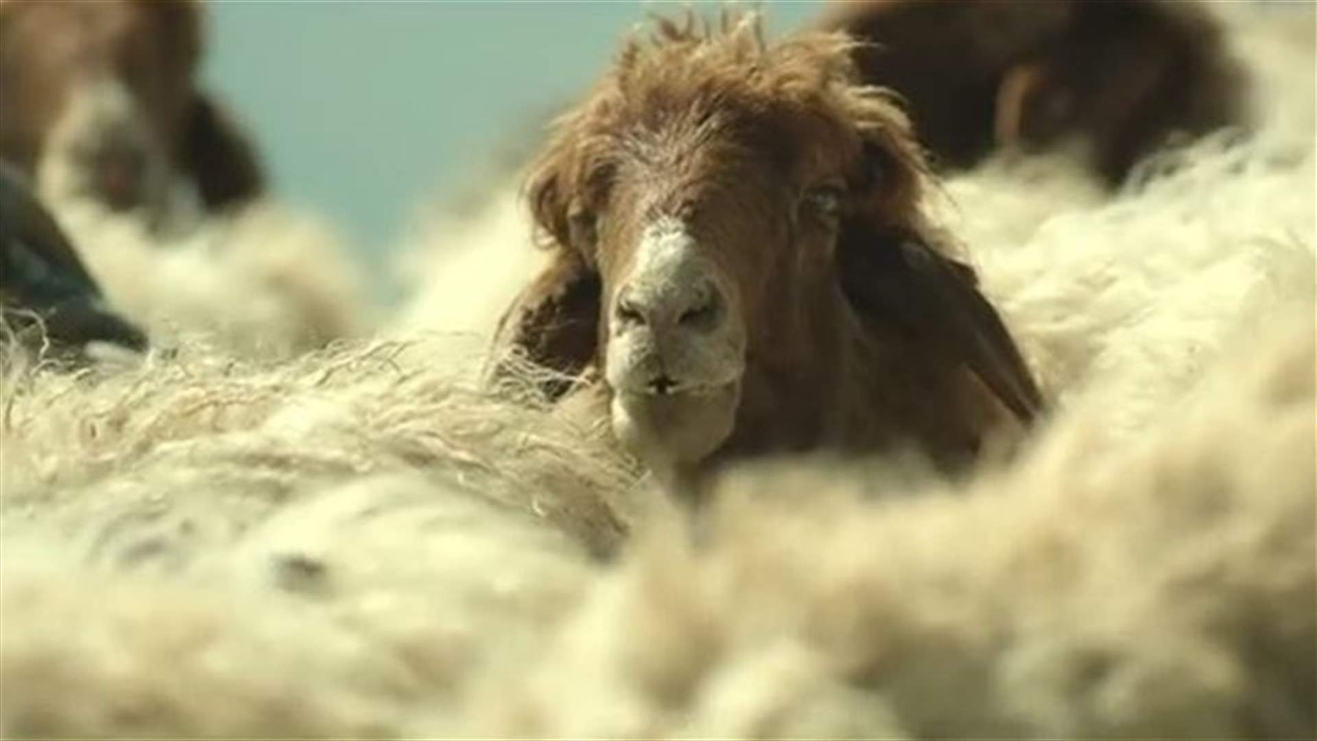 Three Sheep Discuss Lebanon’s Presidential Race- VIDEO
