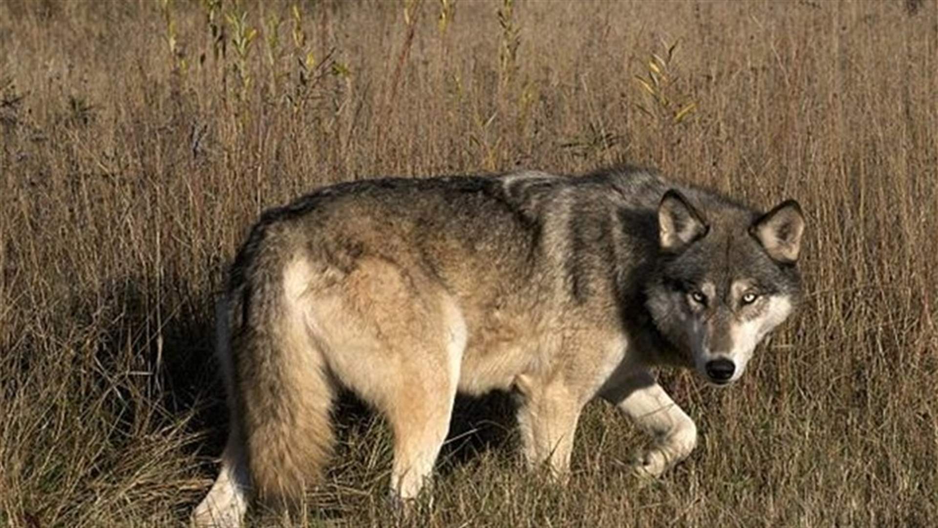 ظهور الذئب الرمادي النادر للمرة الاولى منذ 82 عاما..وأحد الصيادين يقتله