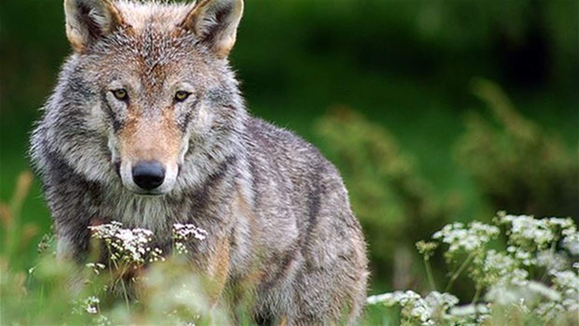 Oregon wolf famous for his wanderings may have found a mate