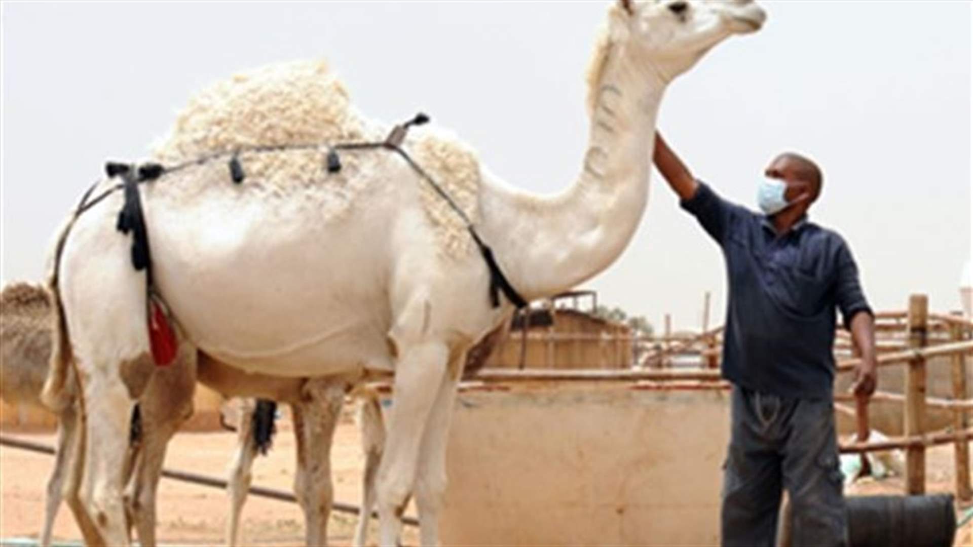 مصدر كورونا الجمل وما من لقاح في الوقت القريب