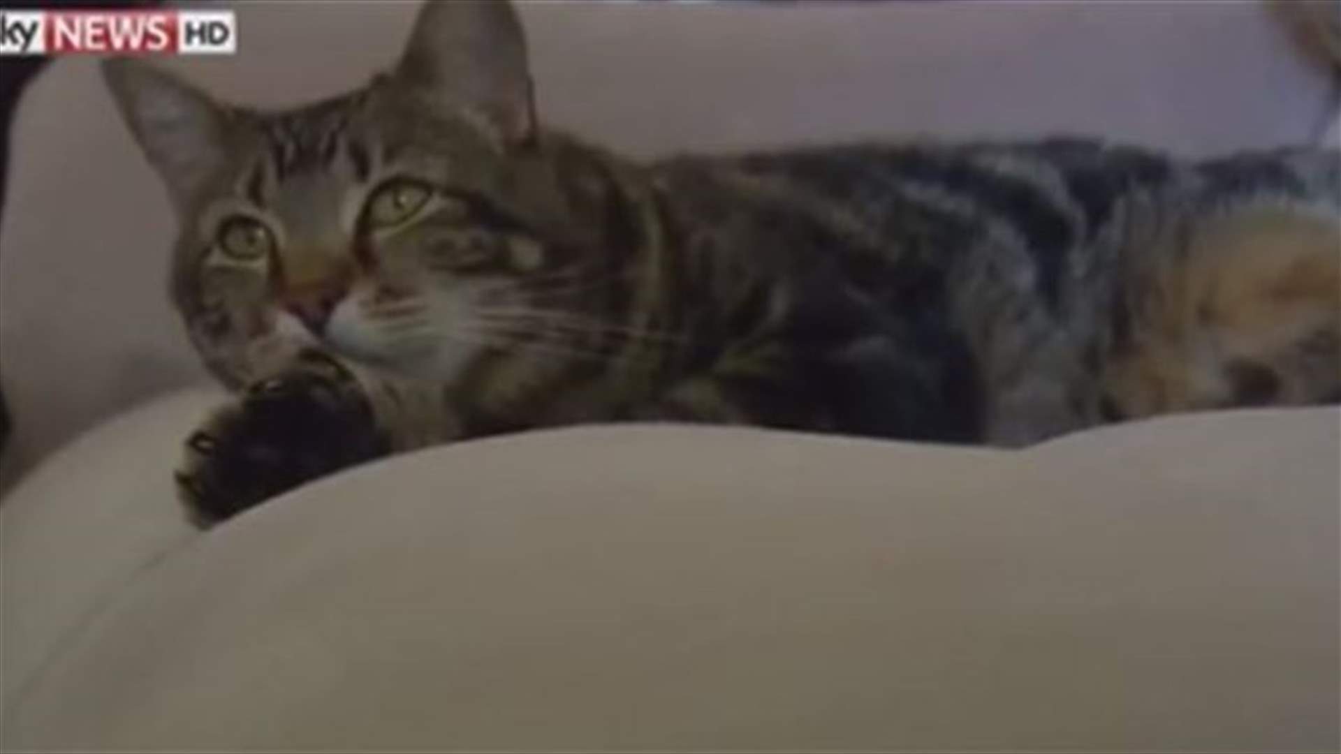 California cat that chased off attacking dog gets baseball invite