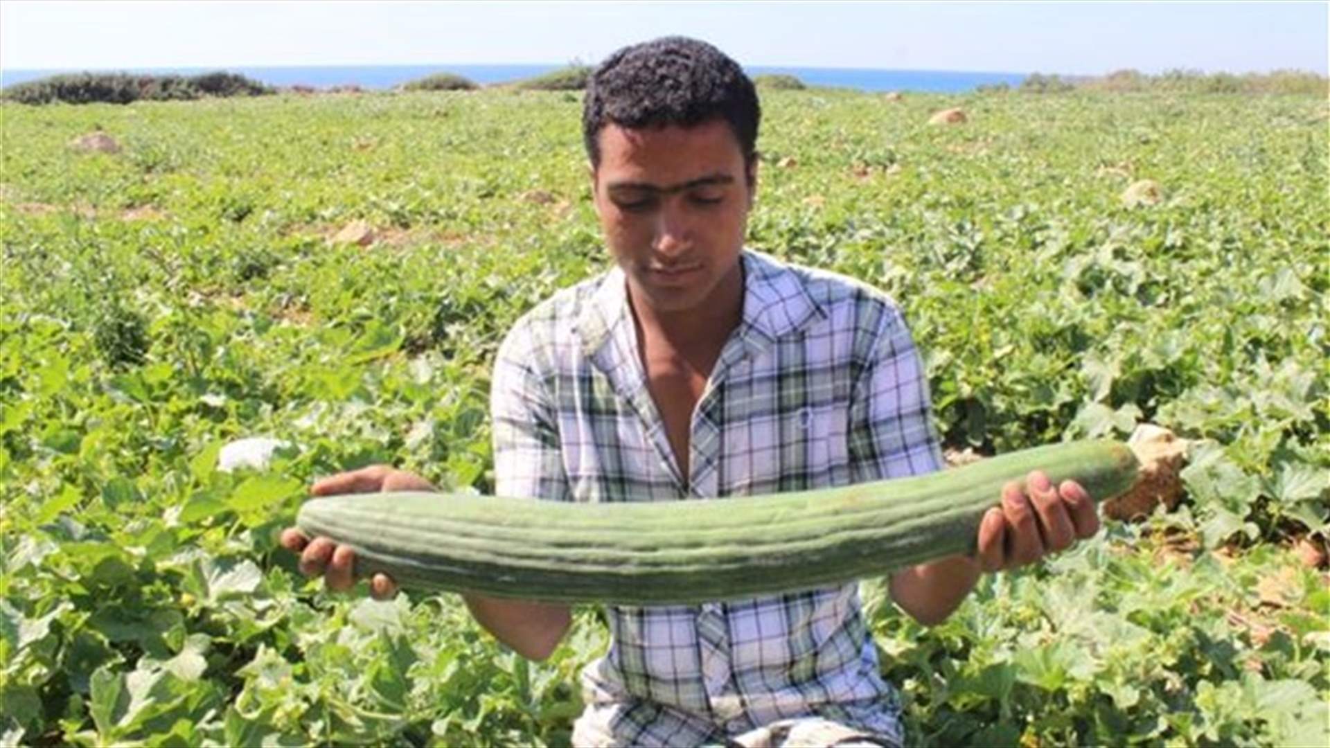 [PHOTOS] Giant Armenian cucumbers found in Tyre