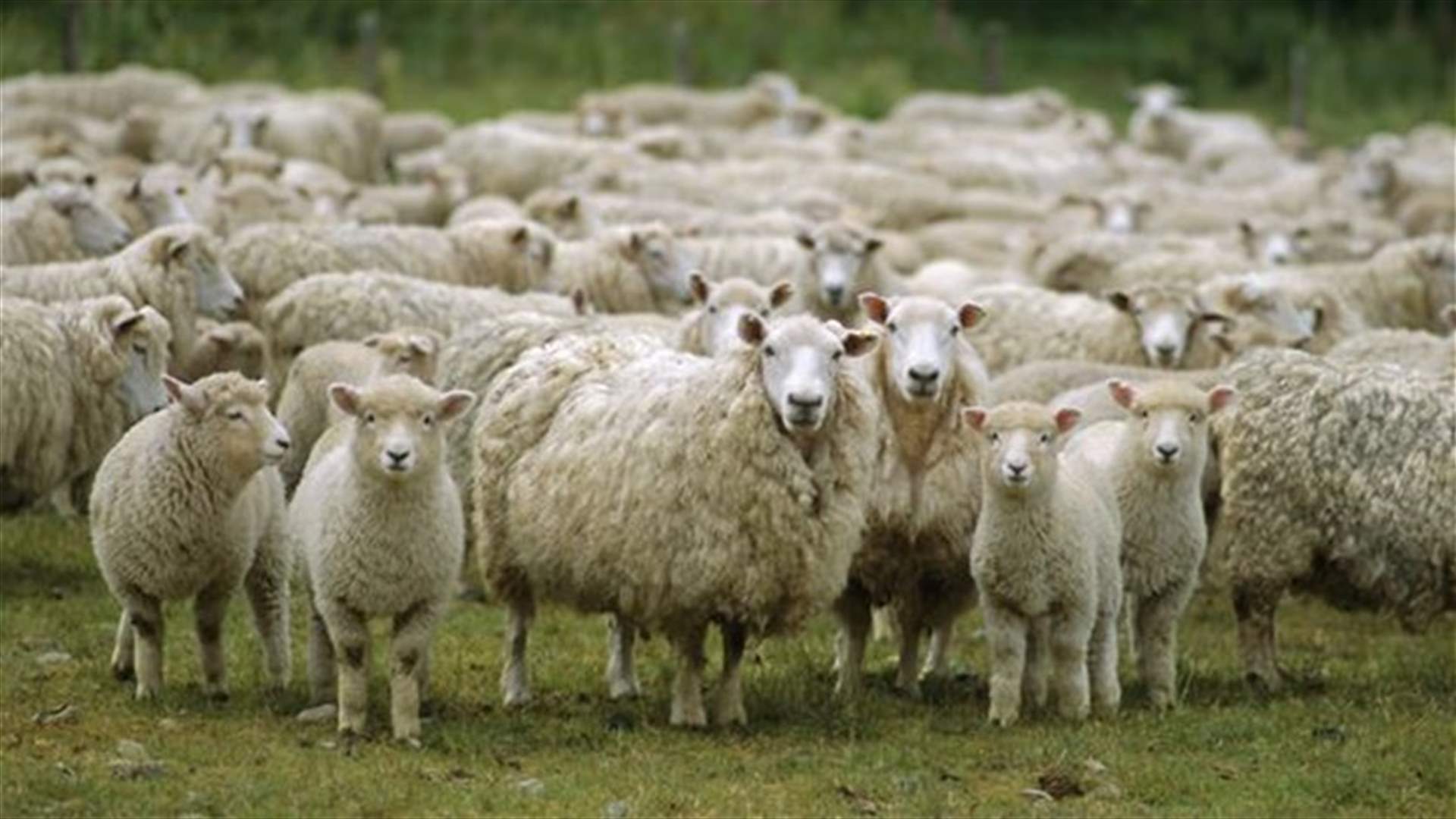 قطعانُ الغنم