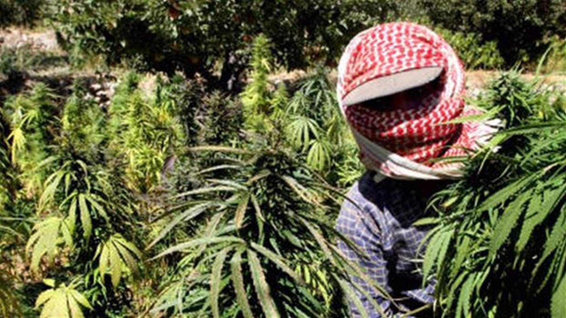 Lebanon's cannabis farms flourish while army looks away
