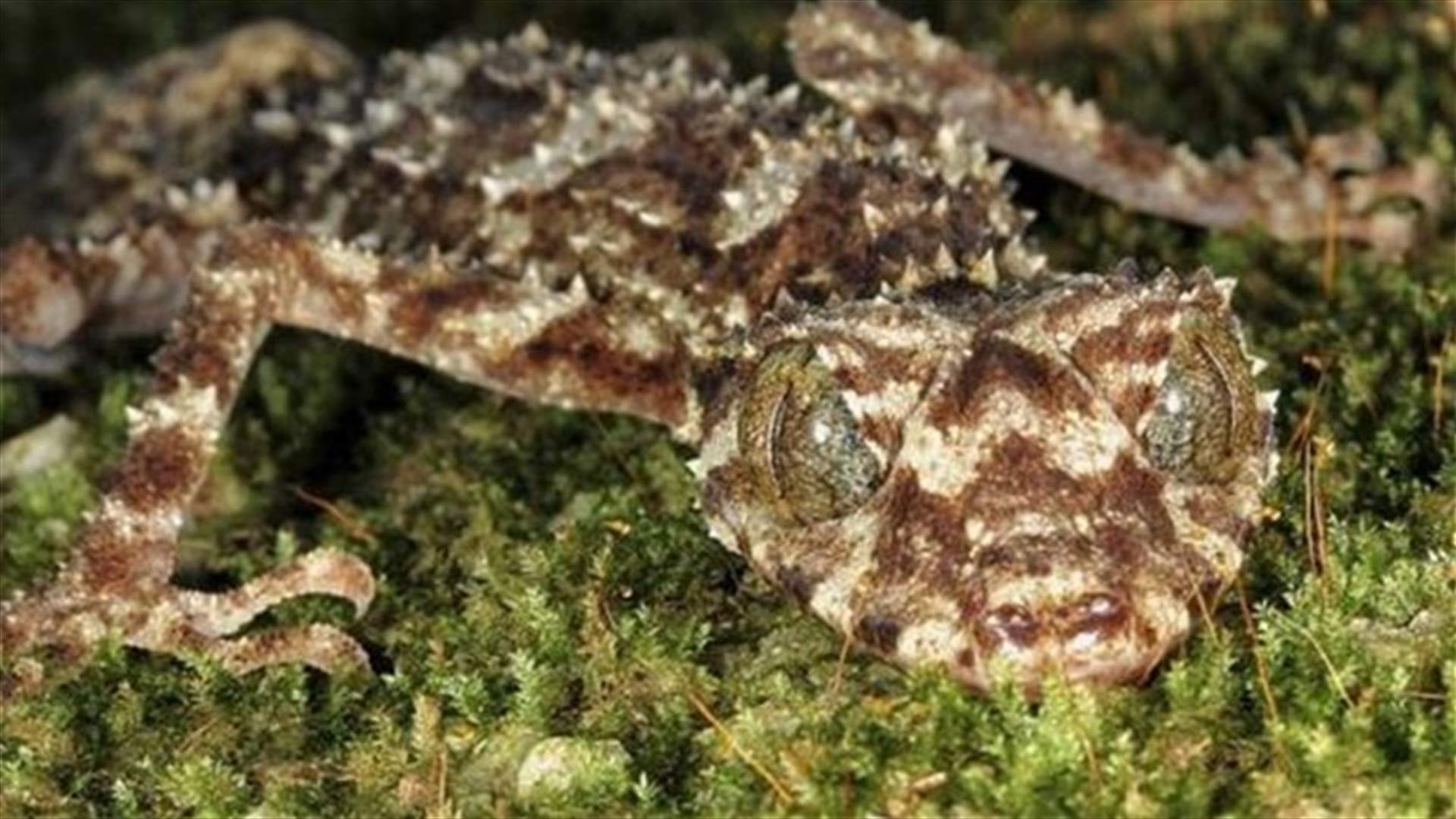 Top 10 newly-discovered species span big trees, tiny flies
