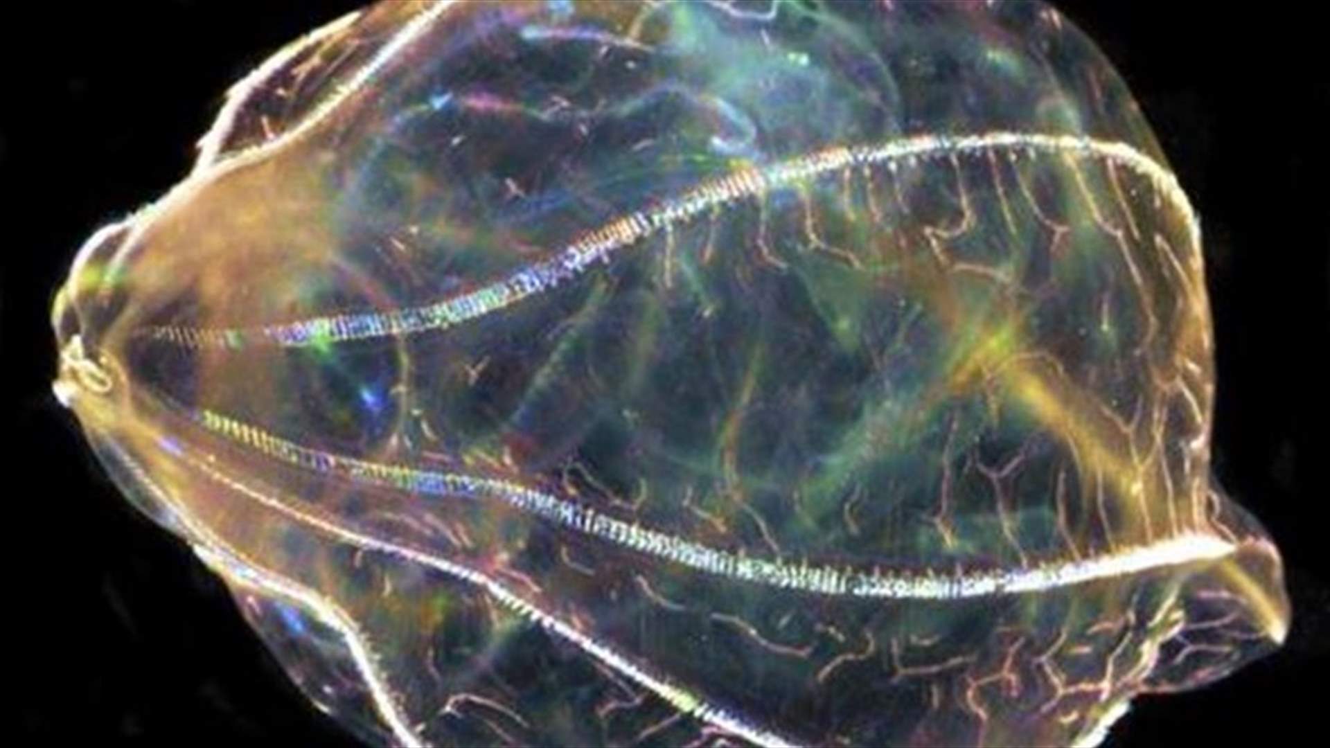 Brains of simple sea animals could help cure neural disorders