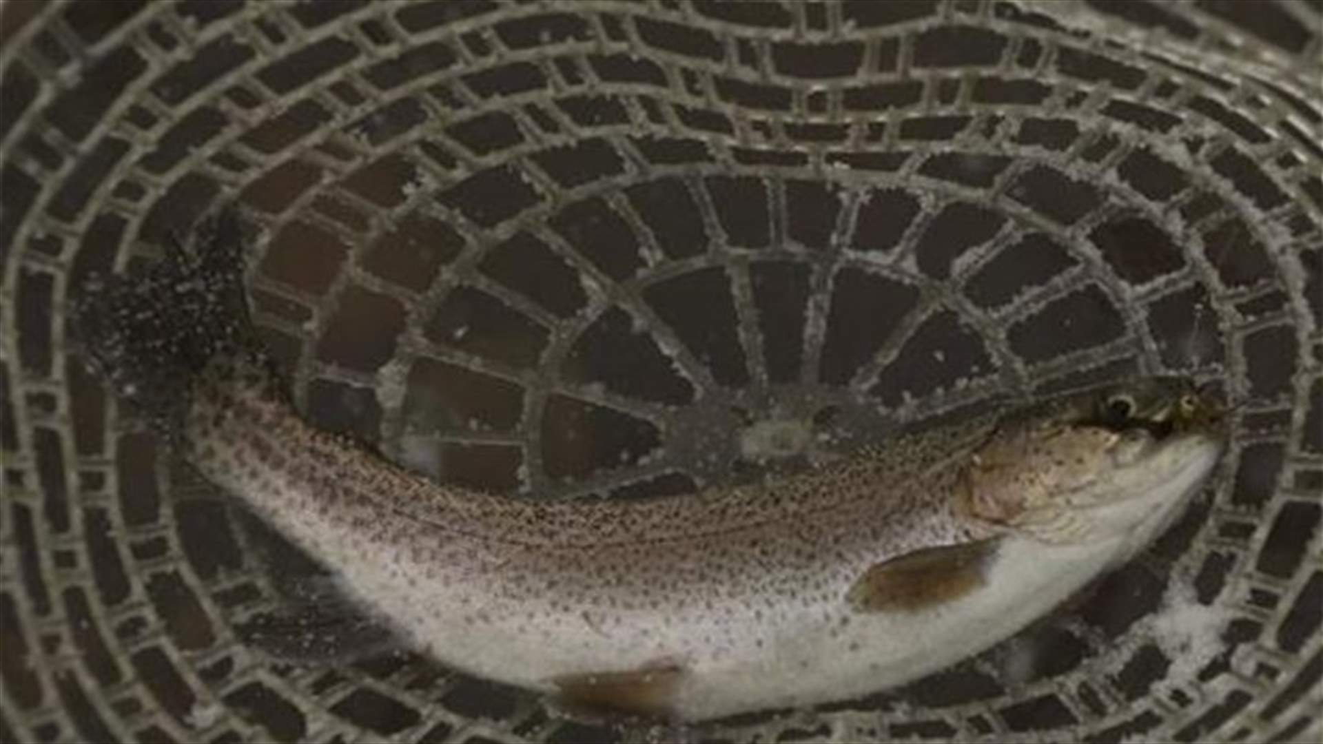 Climate change pushing native Montana trout toward extinction