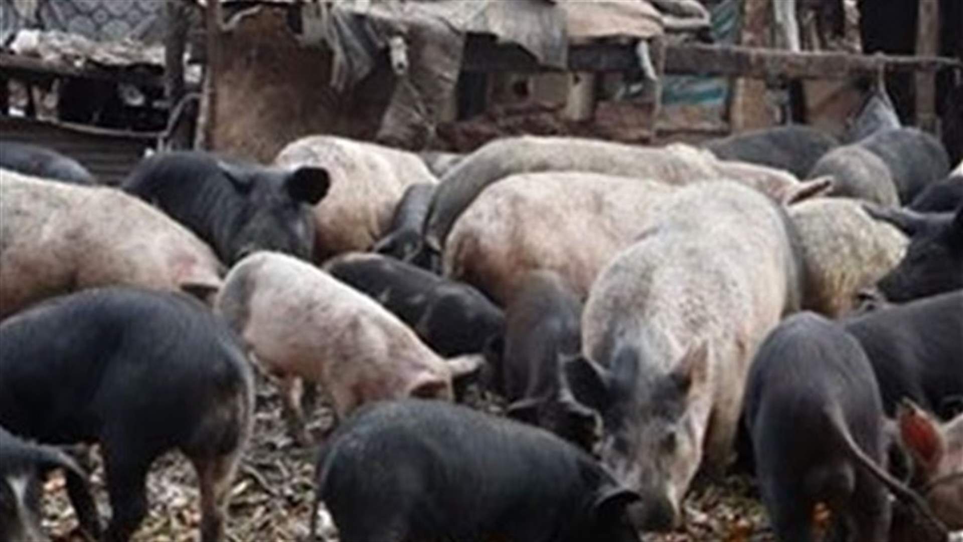 Russia suspends U.S. pig imports over virus fears