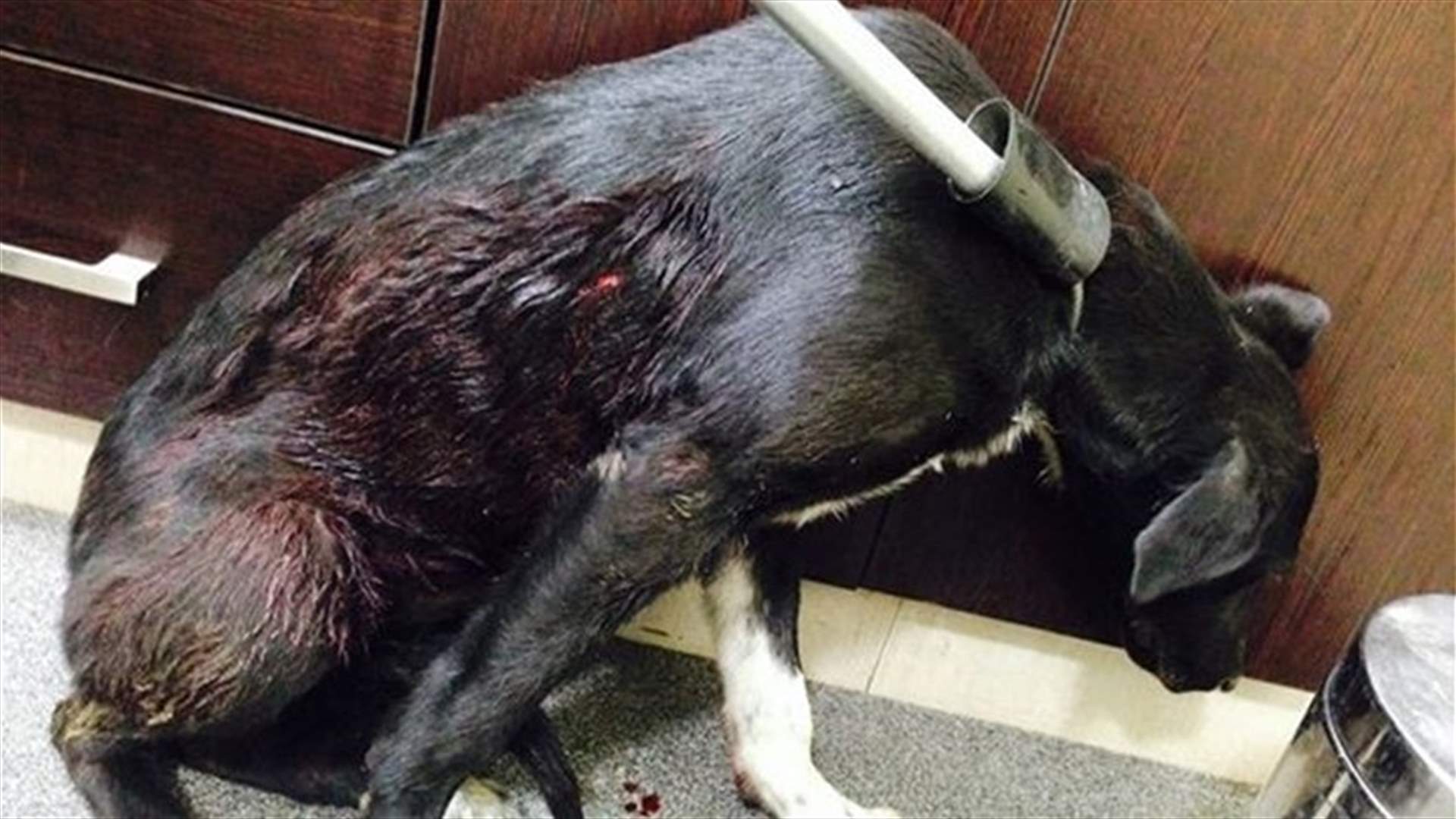 Beirut Madness: Man Shoots Dog, Threatens Life Of Volunteers