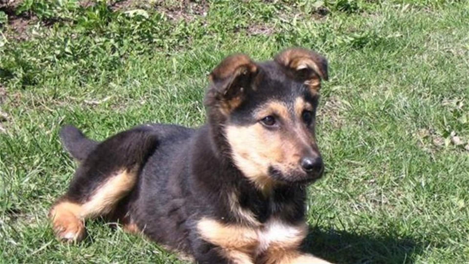 German Shepherd Puppy drives car into pond, owner says. 