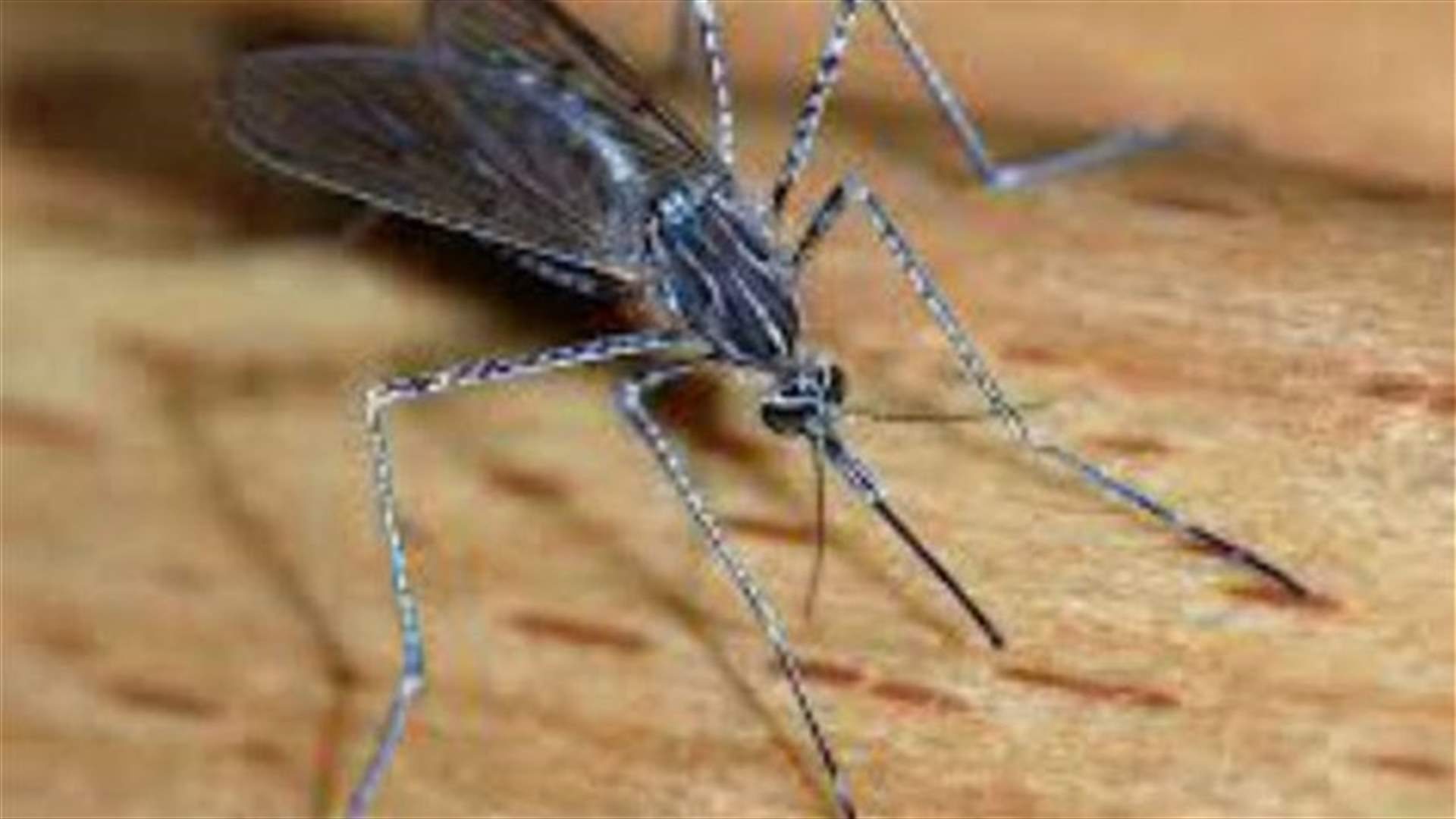 Florida facing threat from two mosquito-borne diseases 