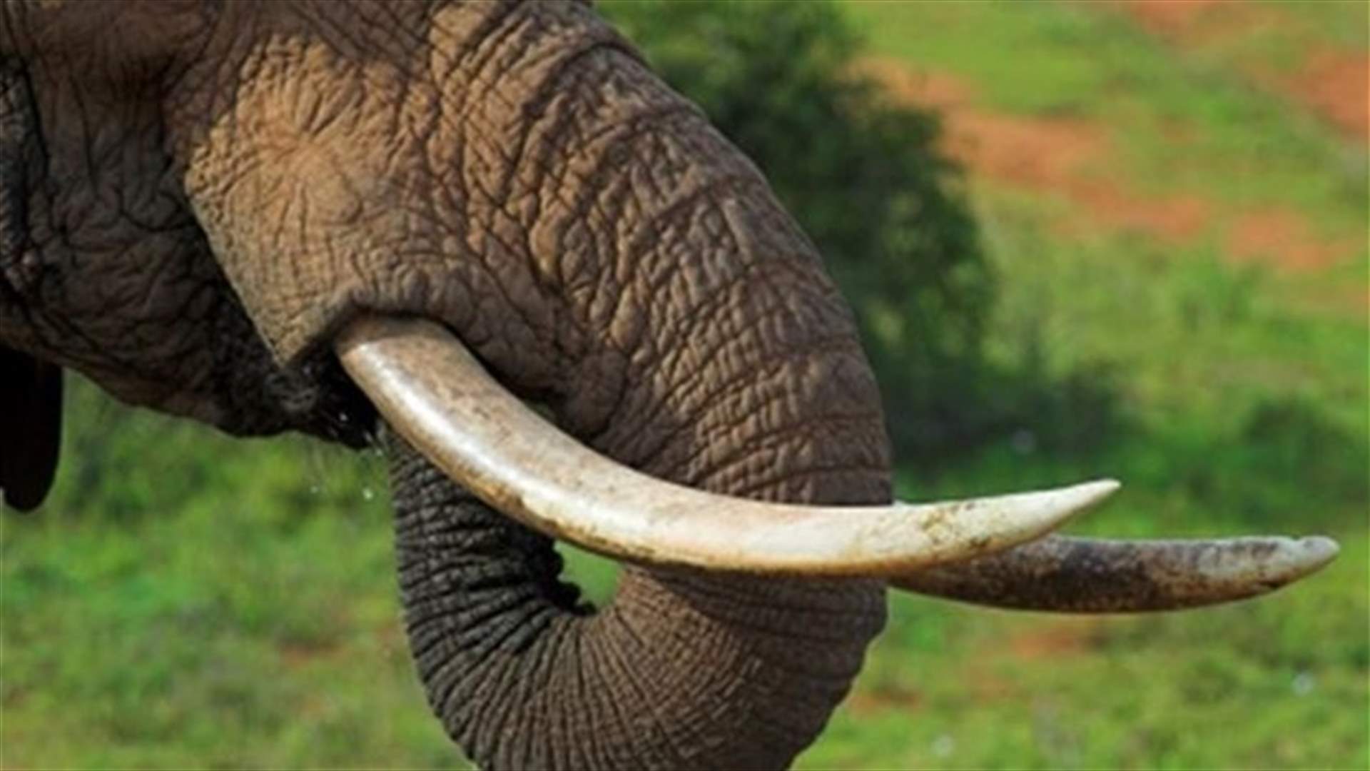 Kenyan police seize 300 elephant tusks