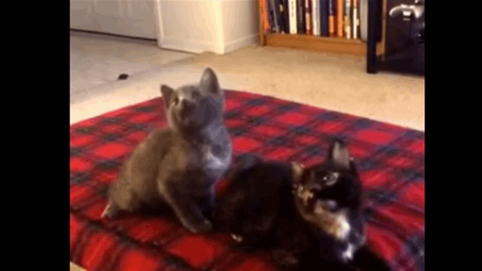 This Synchronized Kitten Dance Is About To Melt Your Heart!