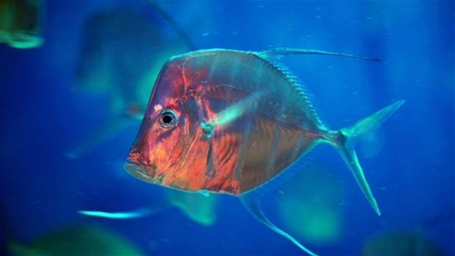 Tiny ancient fish unlocks secrets of Earth's early vertebrates