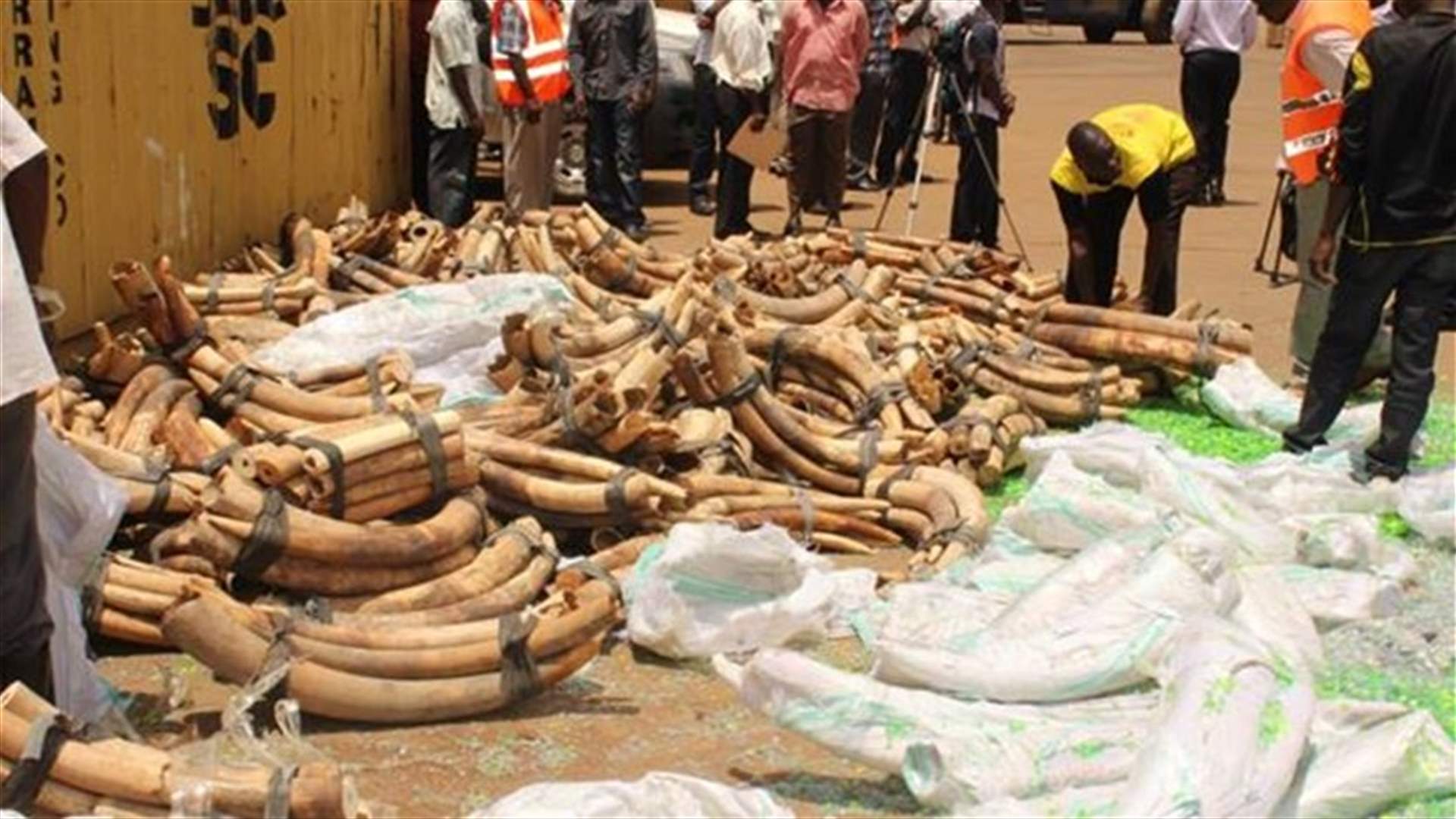 African elephants at risk, record ivory seizures -CITES