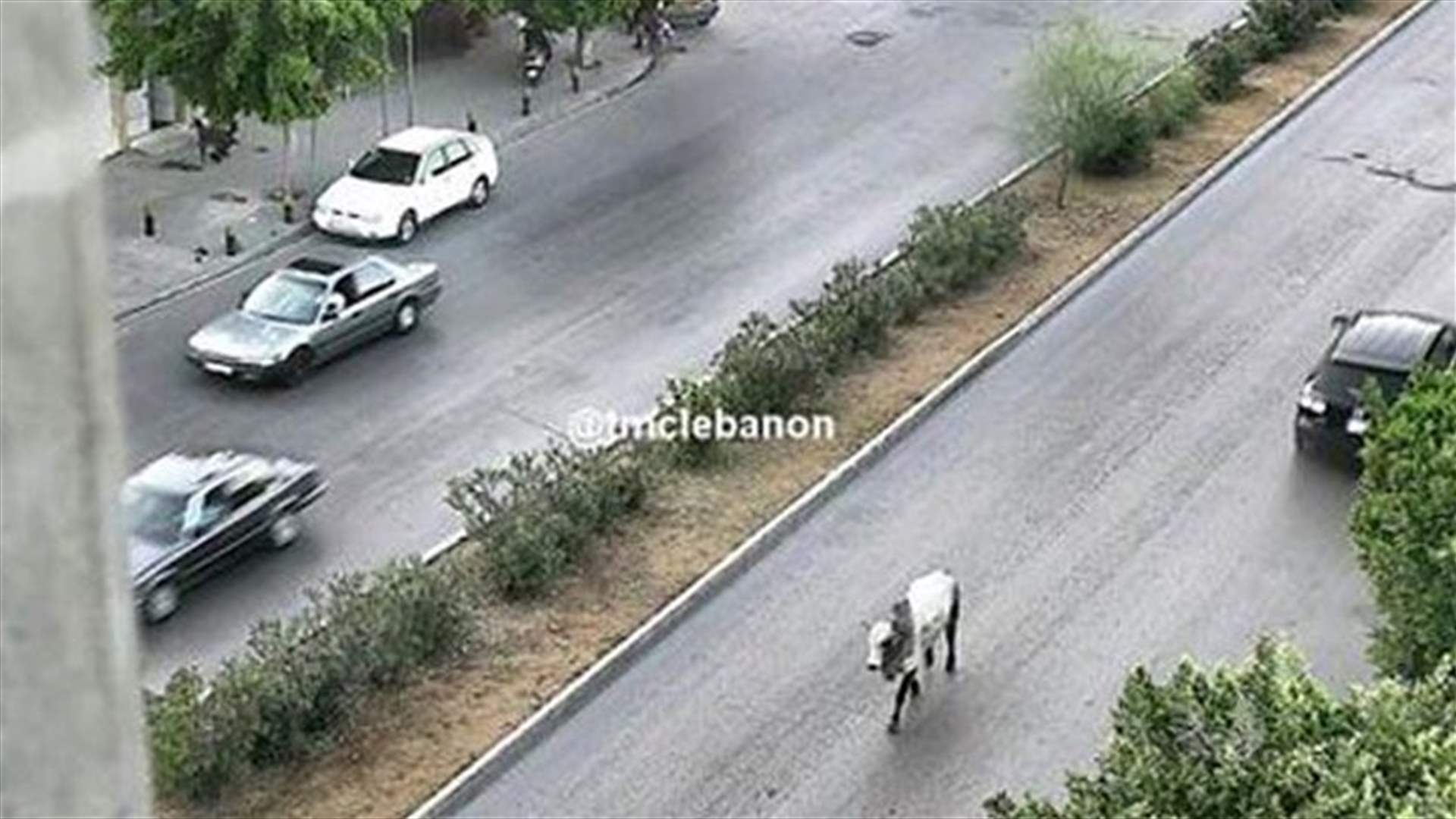 ثور شارد على اوتوستراد إميل لحود