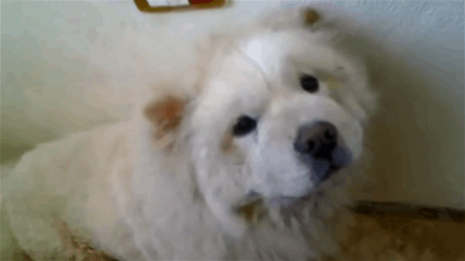 Dog Repeatedly Kicked By Frustrated Lebanese Man “For Living The Life”