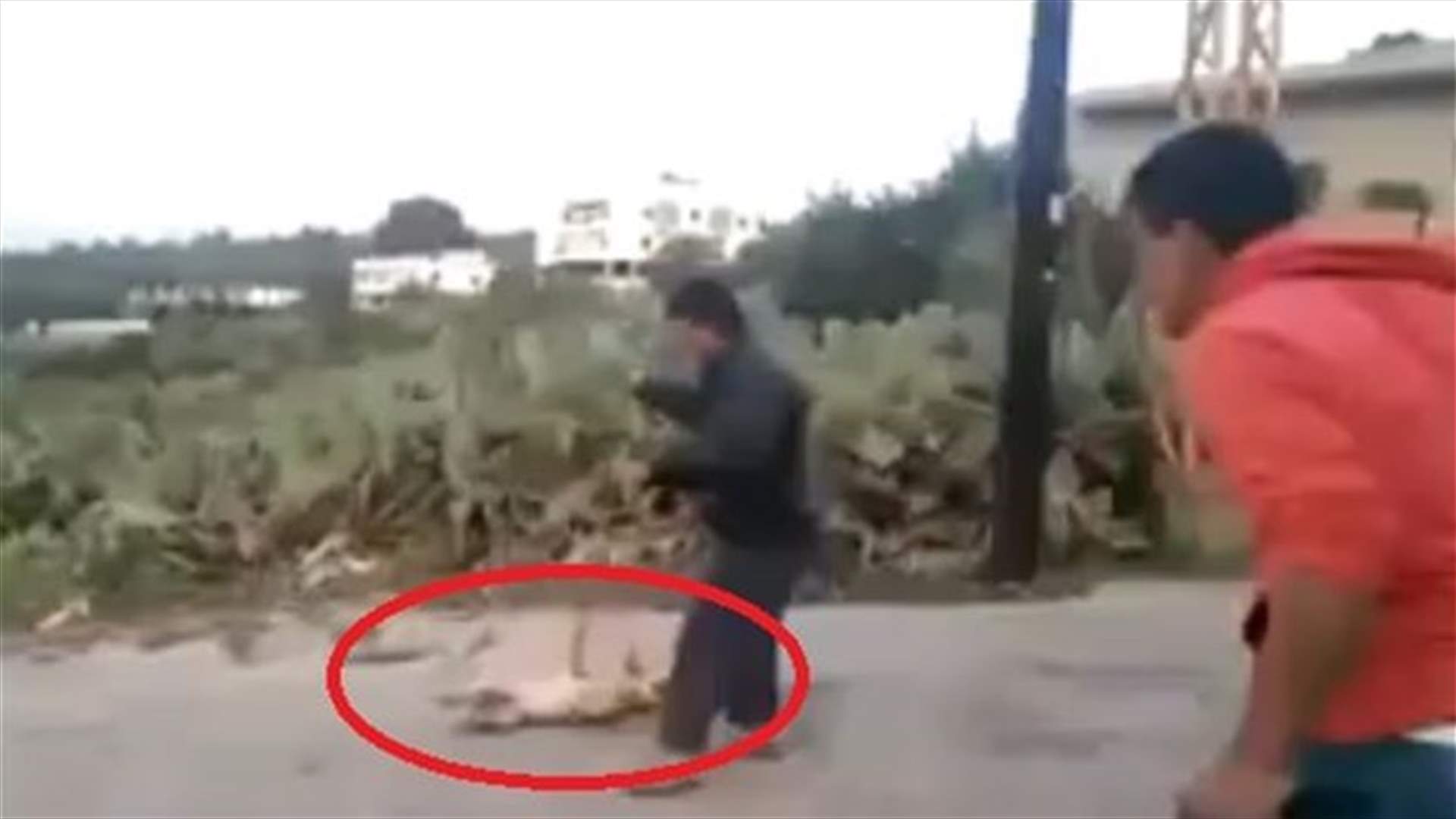 Another Video Surfaces Depicting EXTREME Animal Cruelty In Lebanon