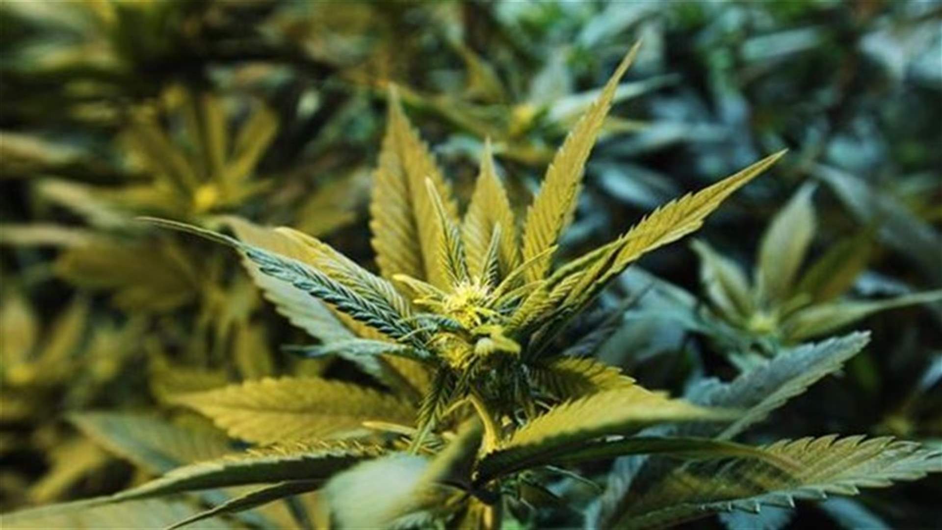 New York poised to become 23rd US state to allow medical marijuana