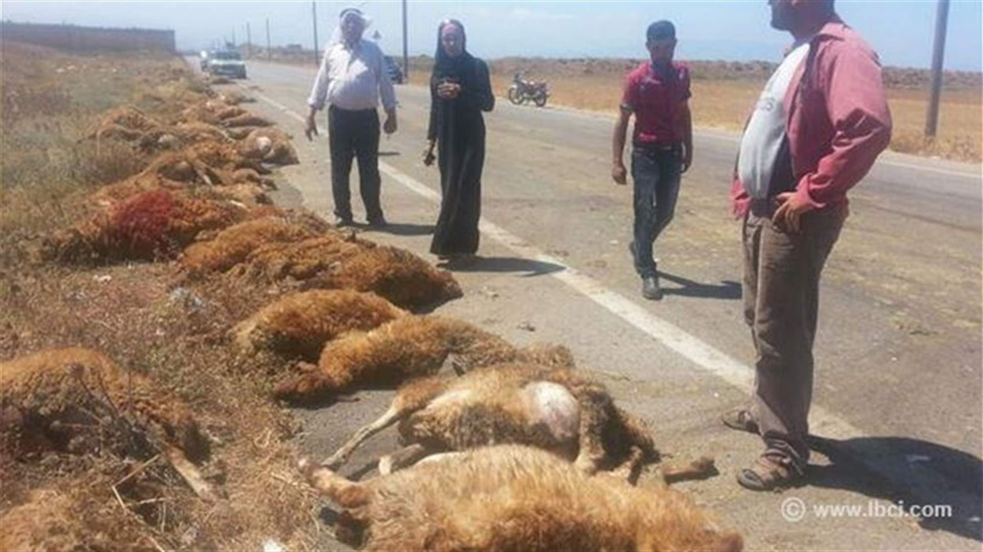 شاحنة نقل سورية دهست قطيع غنم على طريق العبدة العريضة