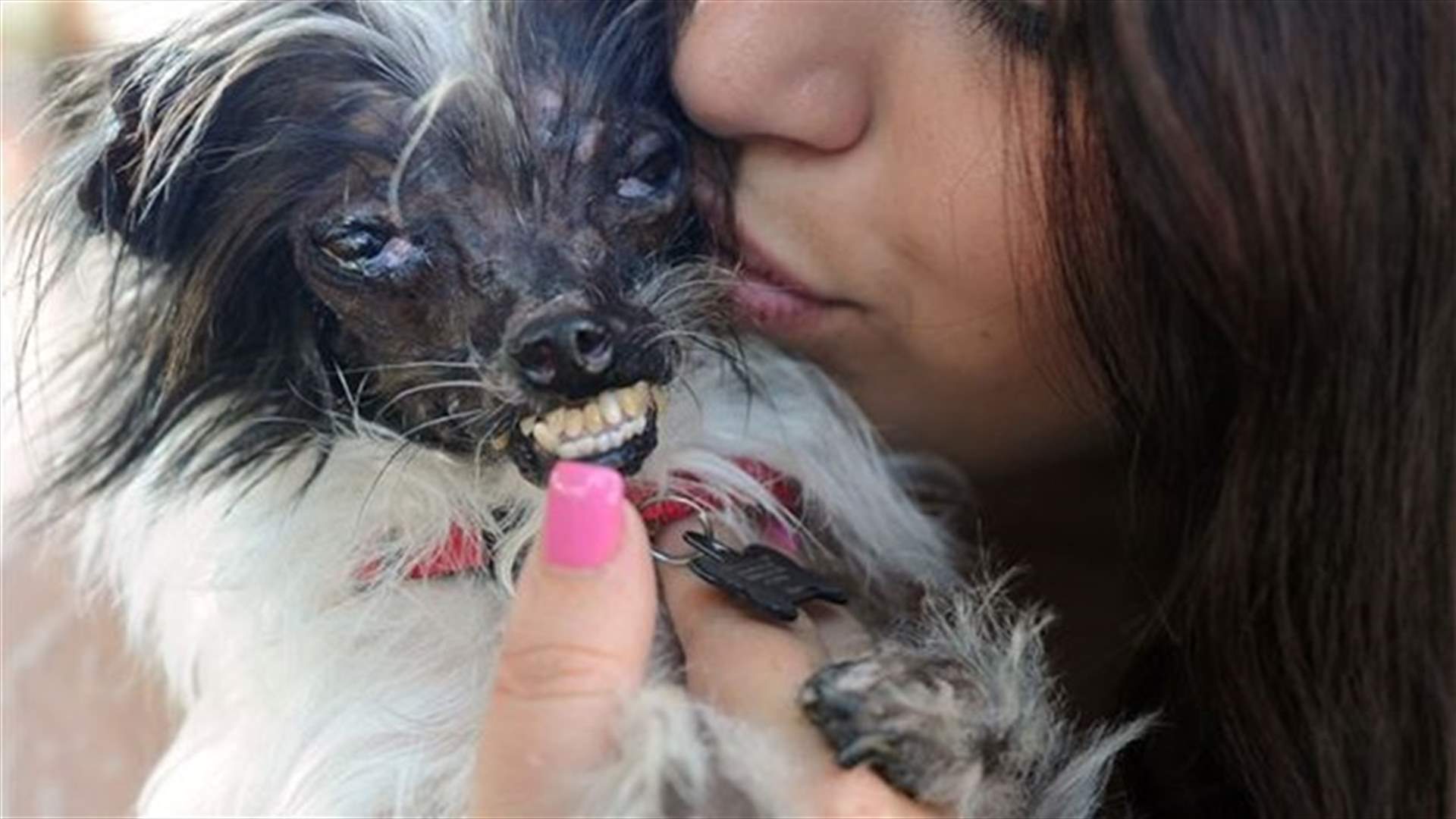 بالصور: مسابقة أبشع كلب في العالم توّجت فائزاً
