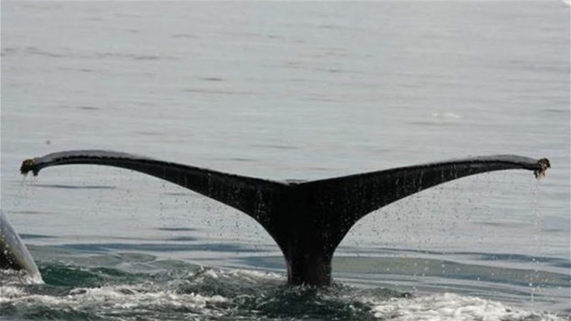 Alaska humpback whales may lose 'endangered' status as numbers grow