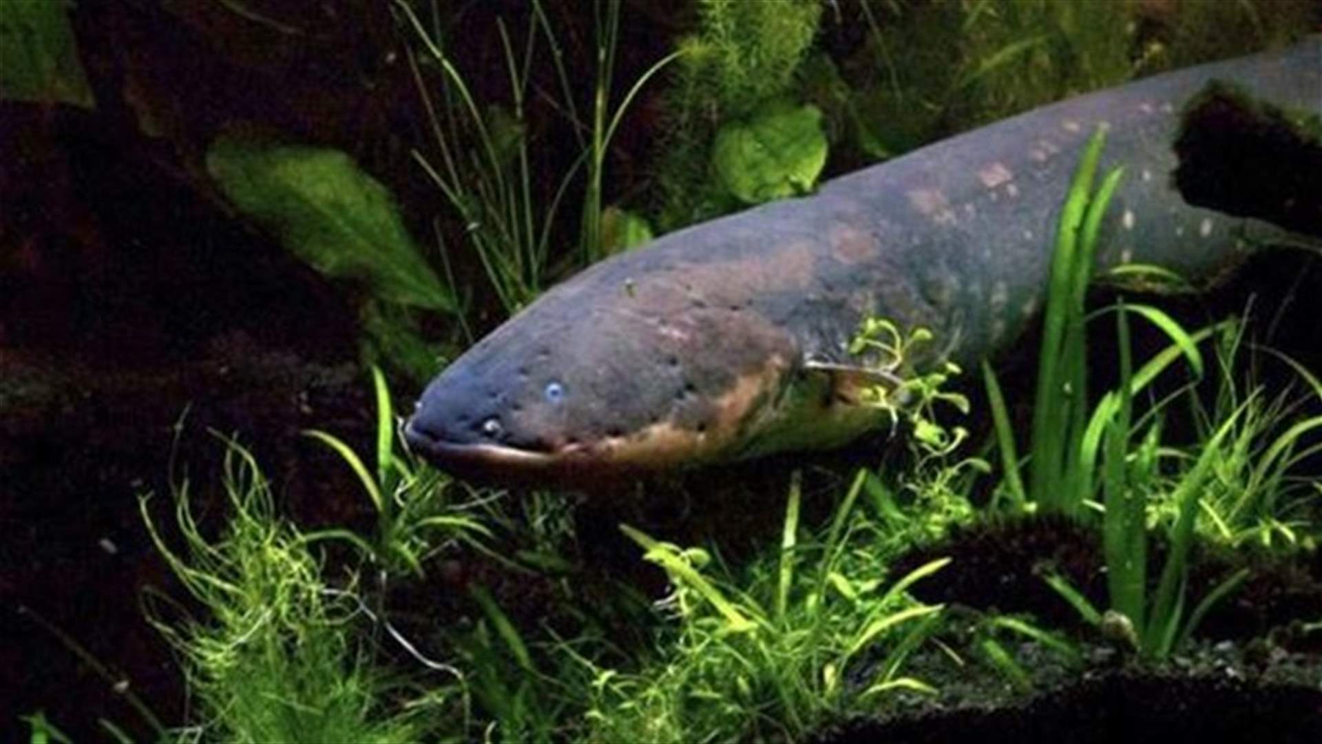 Warning, high voltage: scientists solve mysteries of electric fish