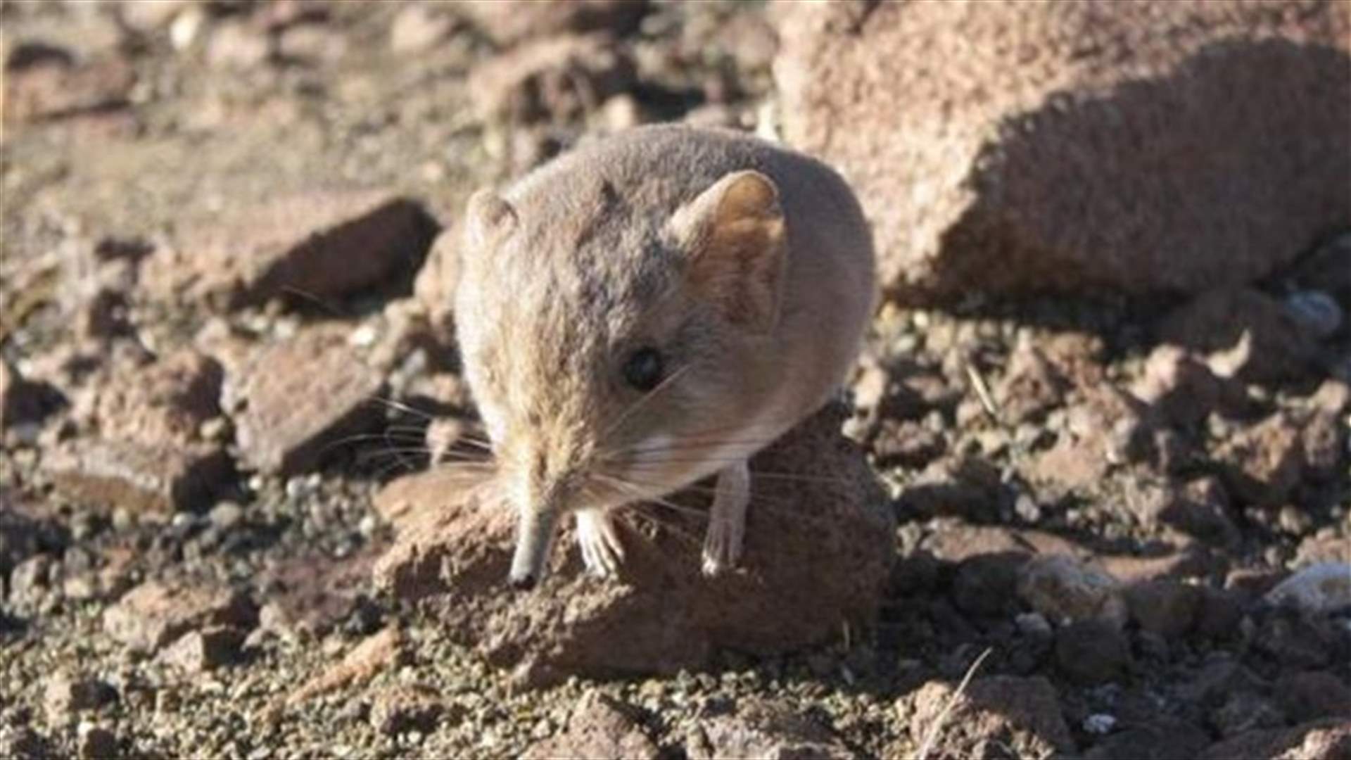 California scientists discover mouse-like mammal related to elephants