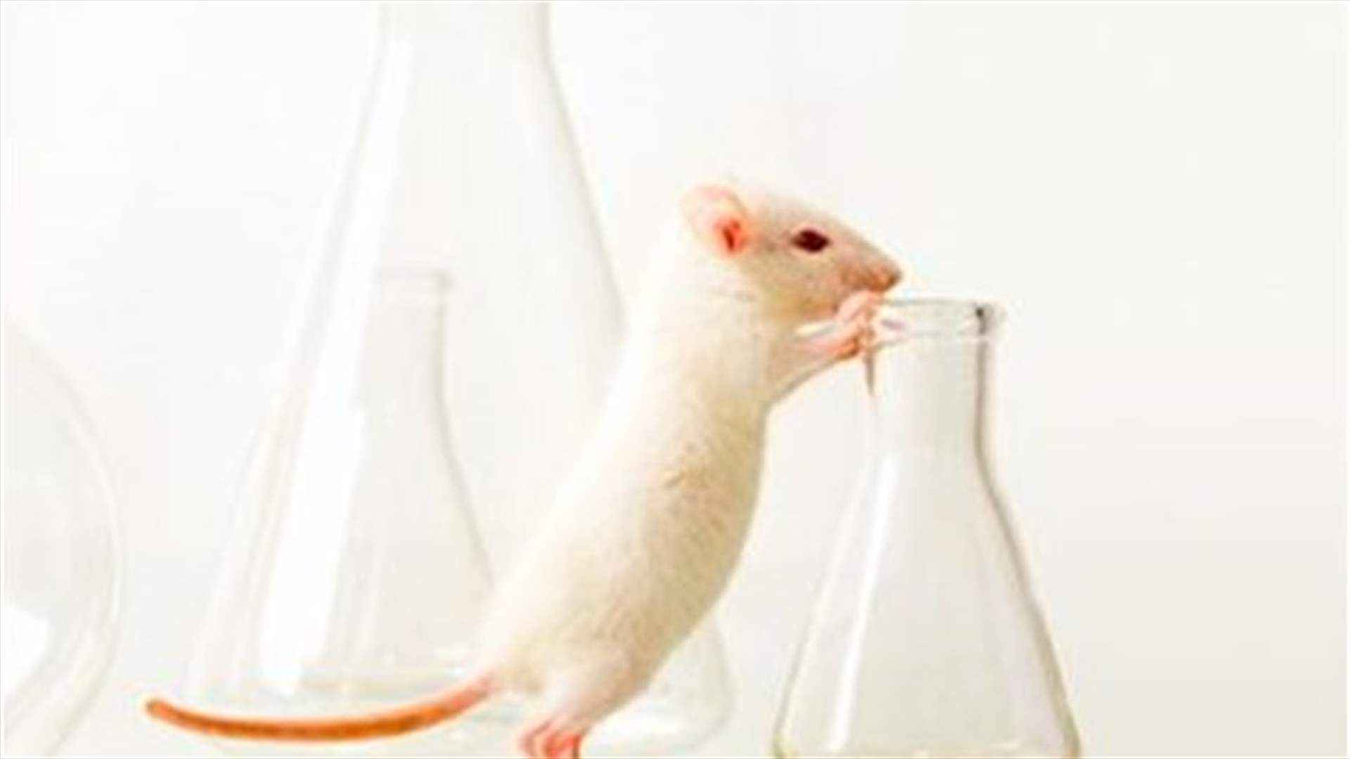 Deep frozen testicle tissue used to produce babies in mice