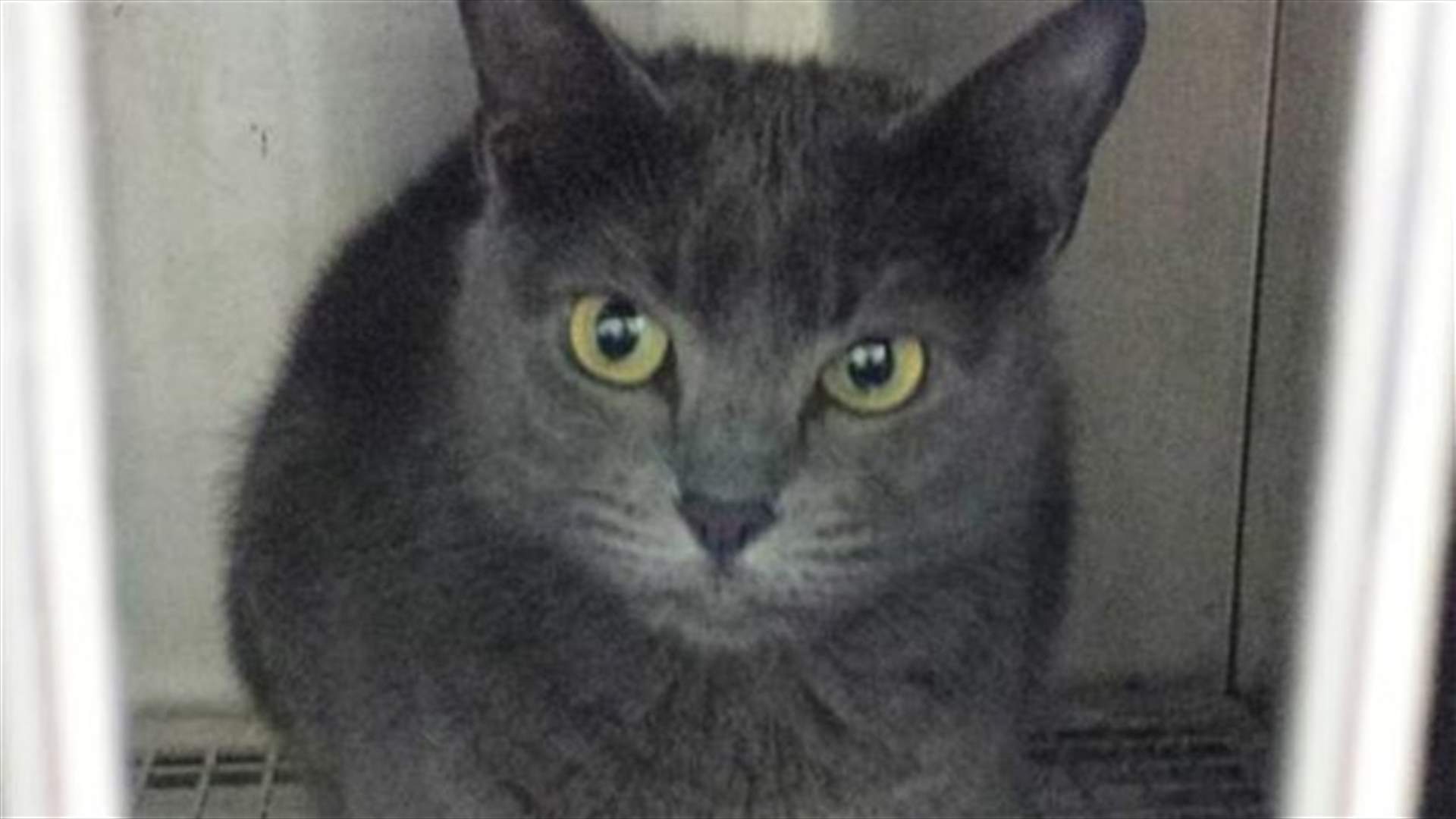 Florida cat owners call 911 after Russian blue 'freaked out'