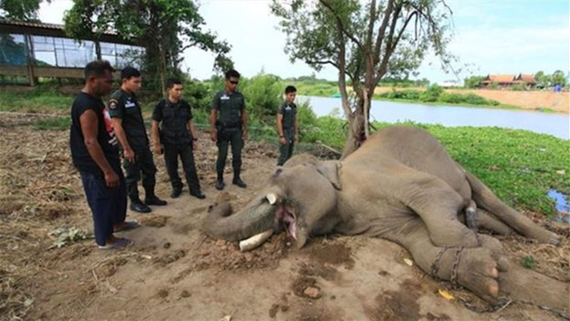 Thai poachers kill elephant in sanctuary for tusks