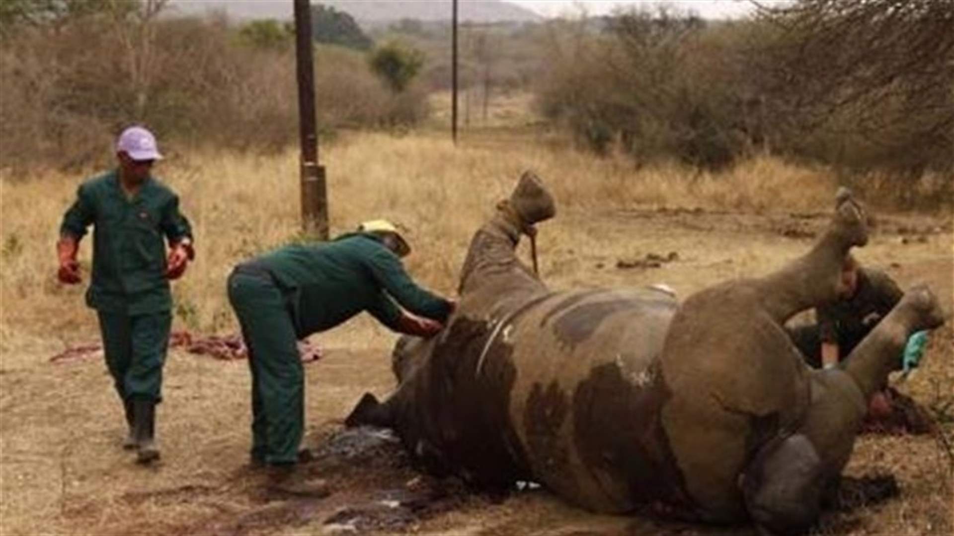 Four rhinos killed in Kenya's worst poaching attack in years
