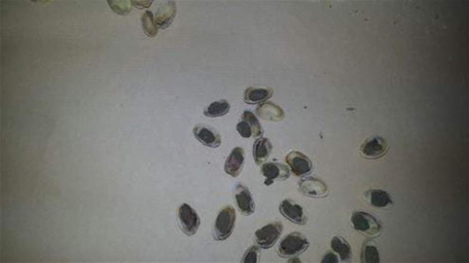 Cannabis infused pistachios seized in Aley prison                