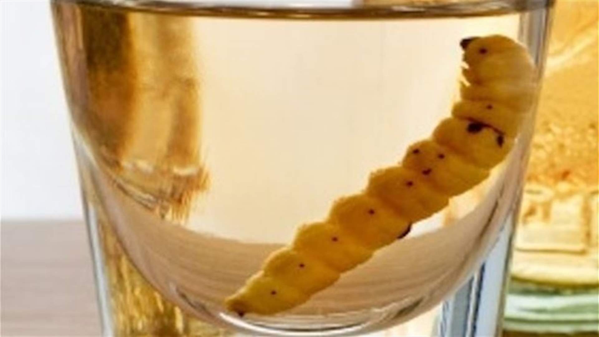 Worms may be key to stopping the effects of alcohol 