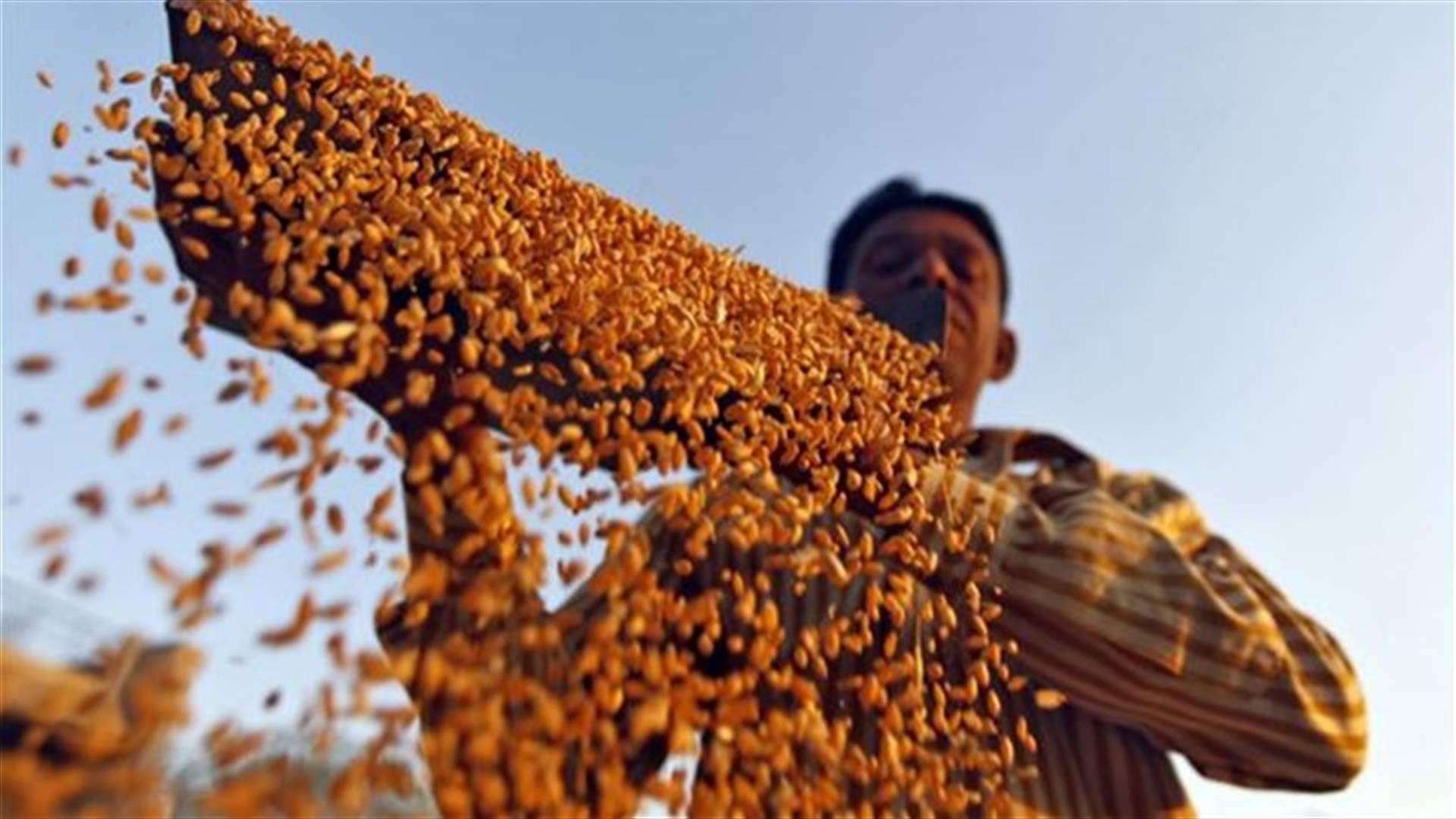 Genetic blueprint unveiled for vital food crop wheat