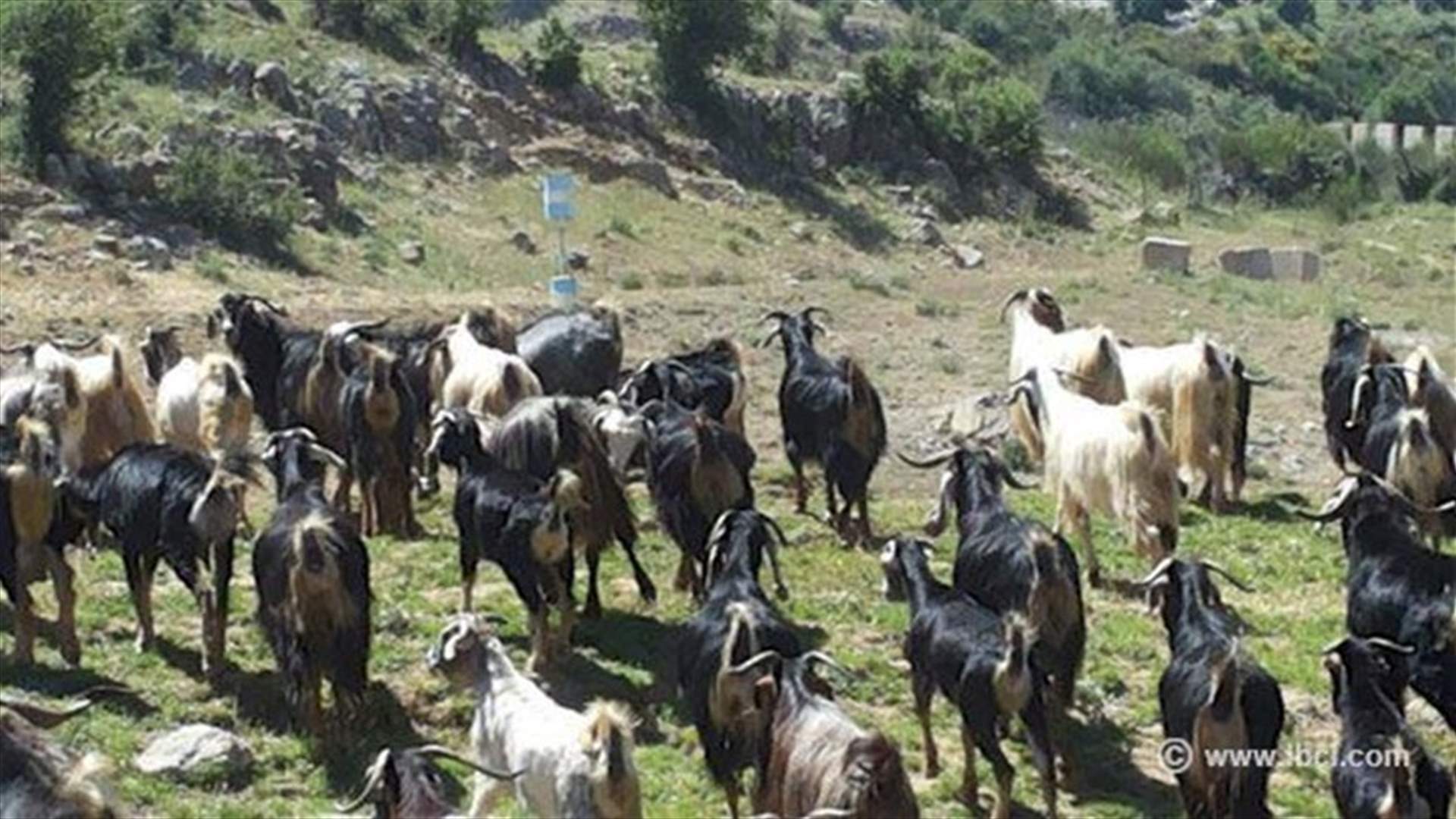 قوة اسرائيلية اجتازت الحدود وحاولت خطف راع
