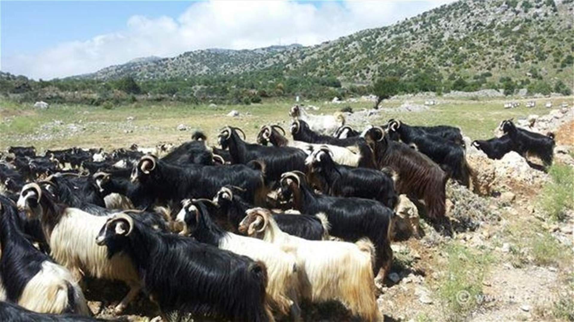 قوة اسرائيلية تطلق النار باتجاه قطيع ماعز في بركة نقار